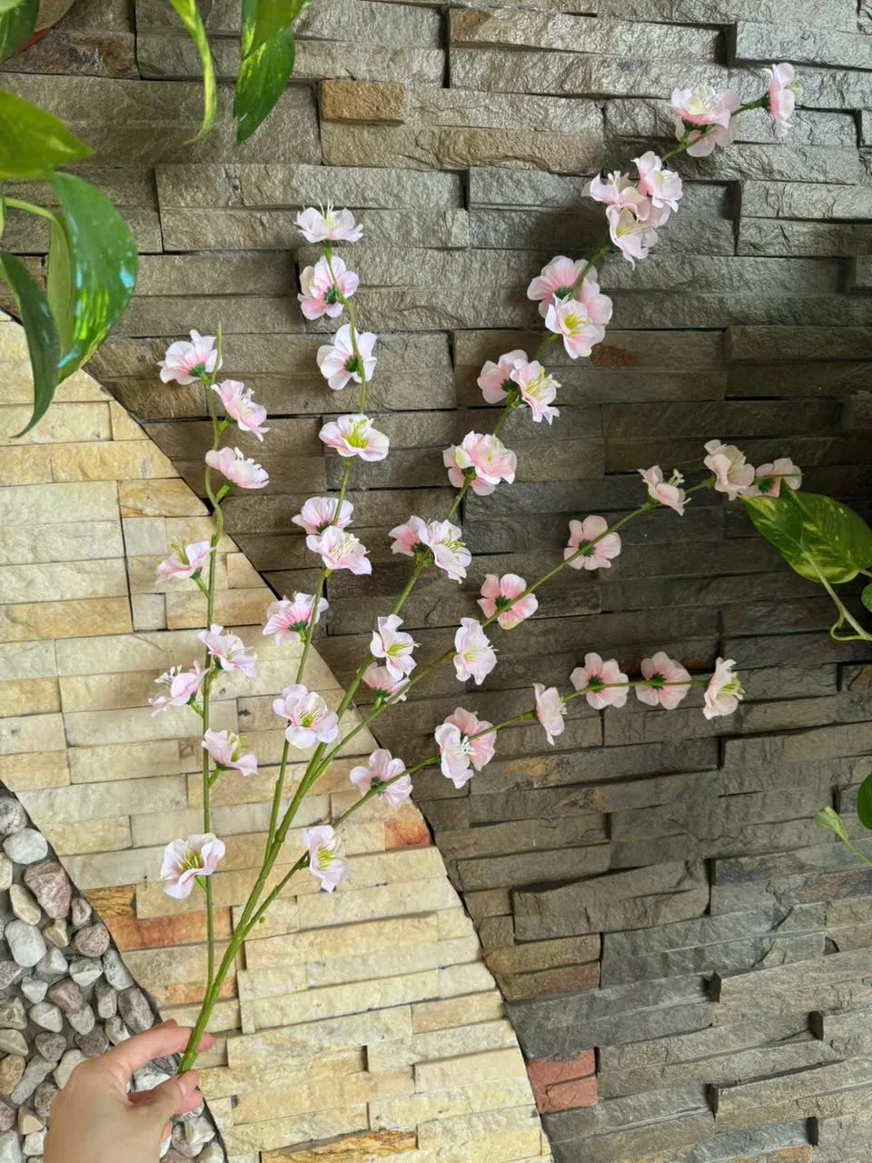 MAI NỞ 5 NHÁNH VN - Ảnh 11