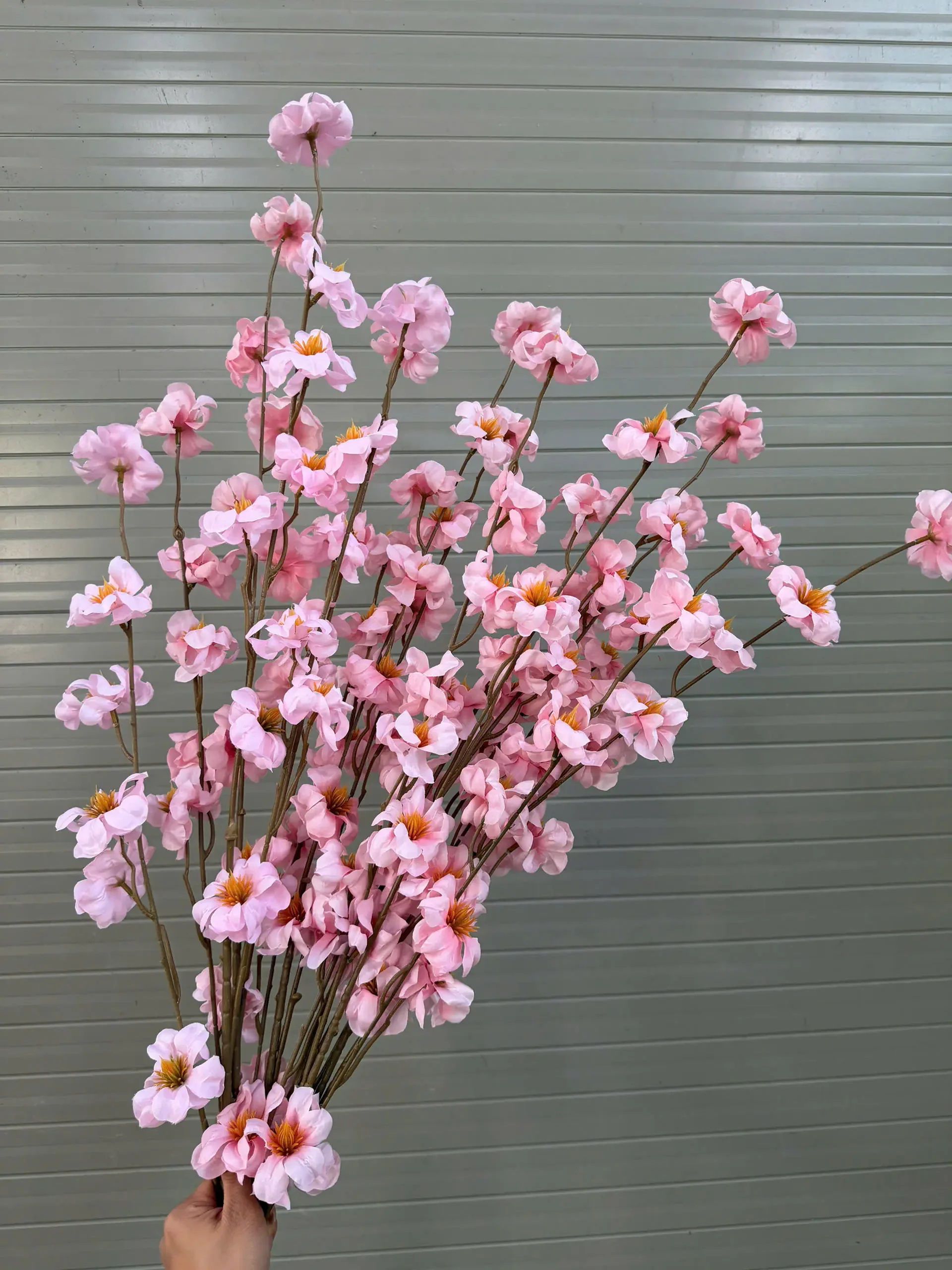 MAI RỪNG - Ảnh 5
