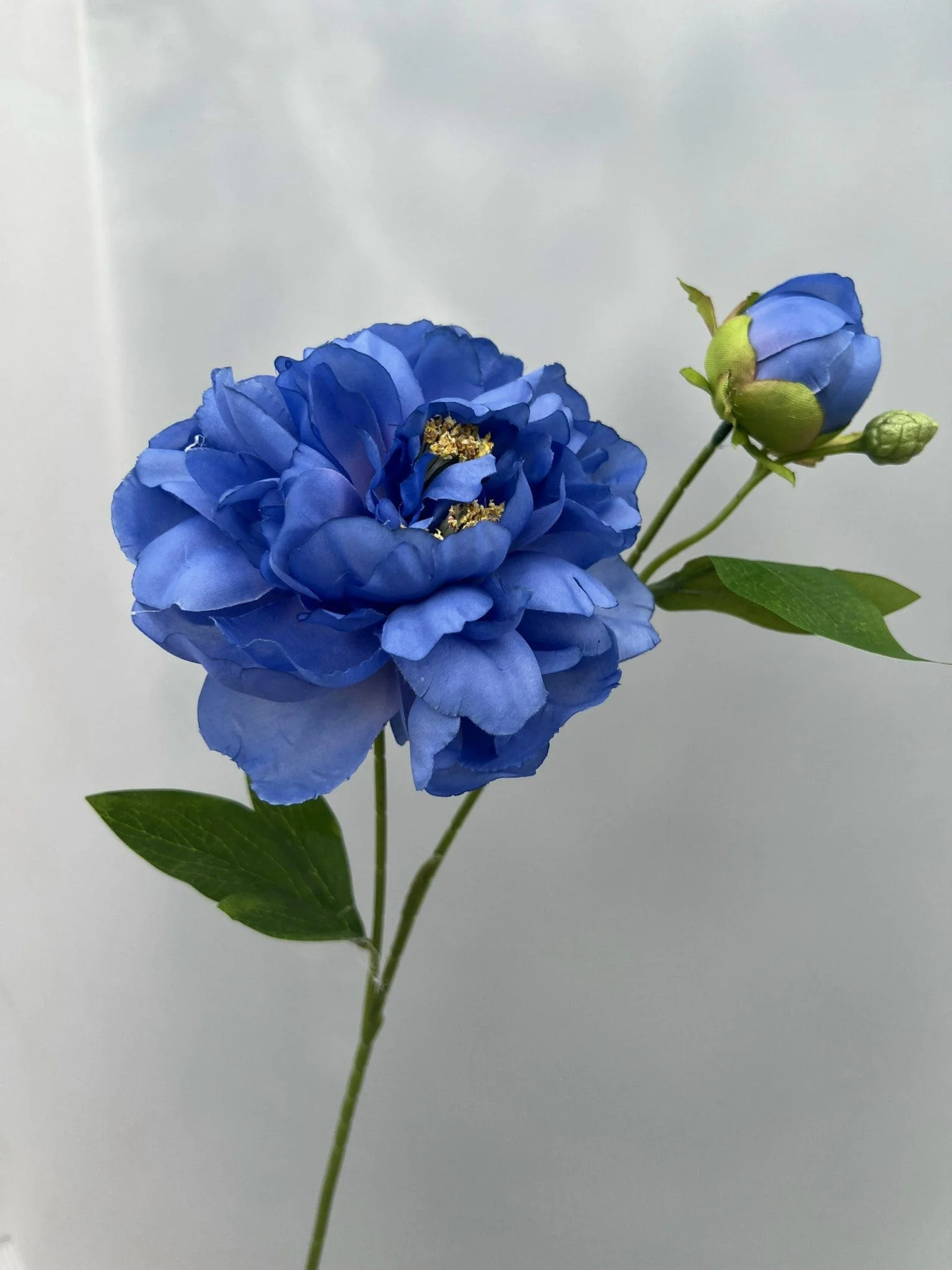 MẪU ĐƠN 1 BÔNG 1 NỤ
