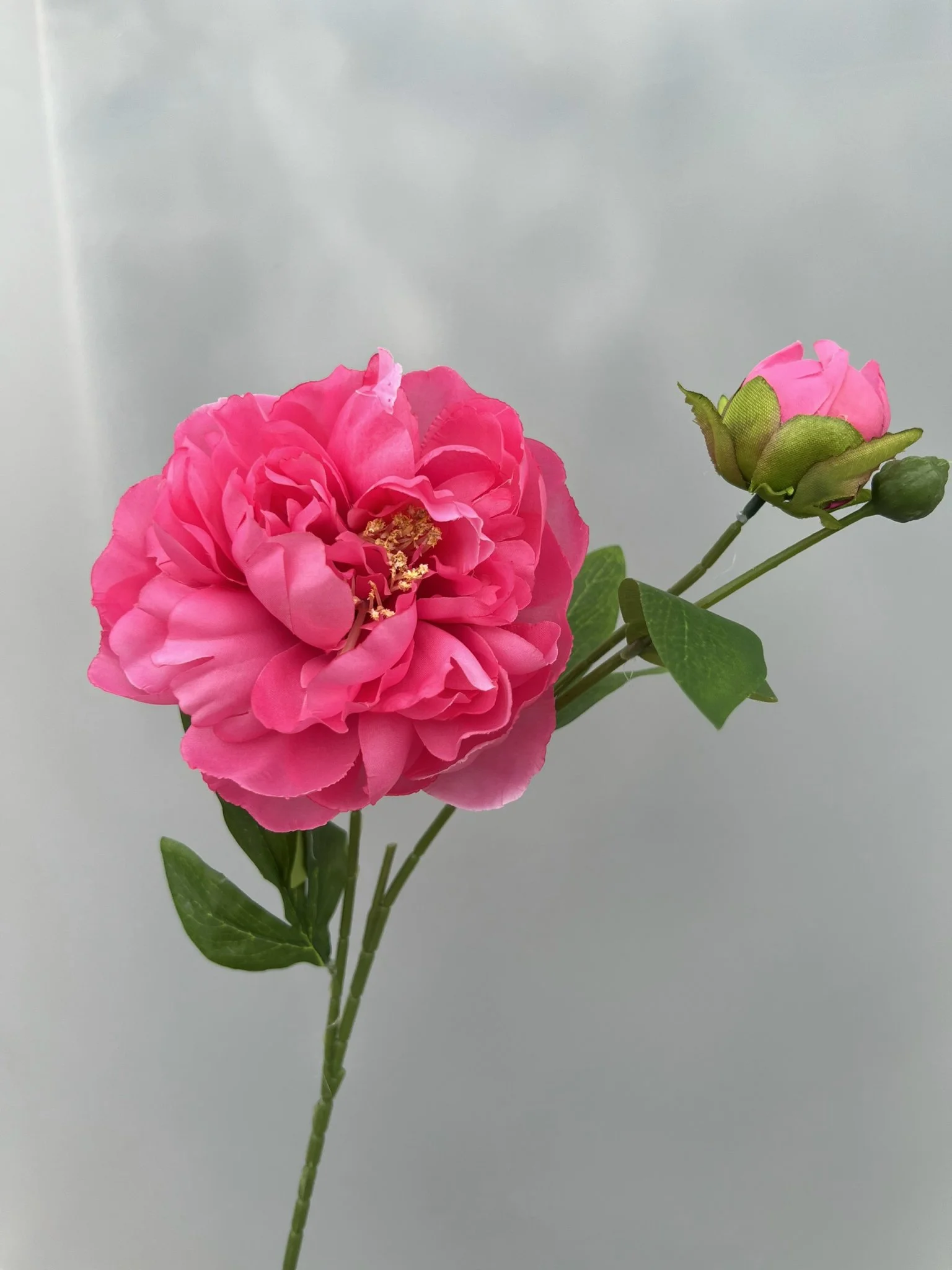 MẪU ĐƠN 1 BÔNG 1 NỤ - Ảnh 9