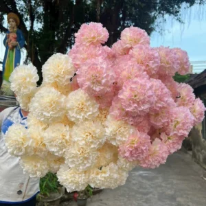 PHĂG XÙ 3B CÀNH TO