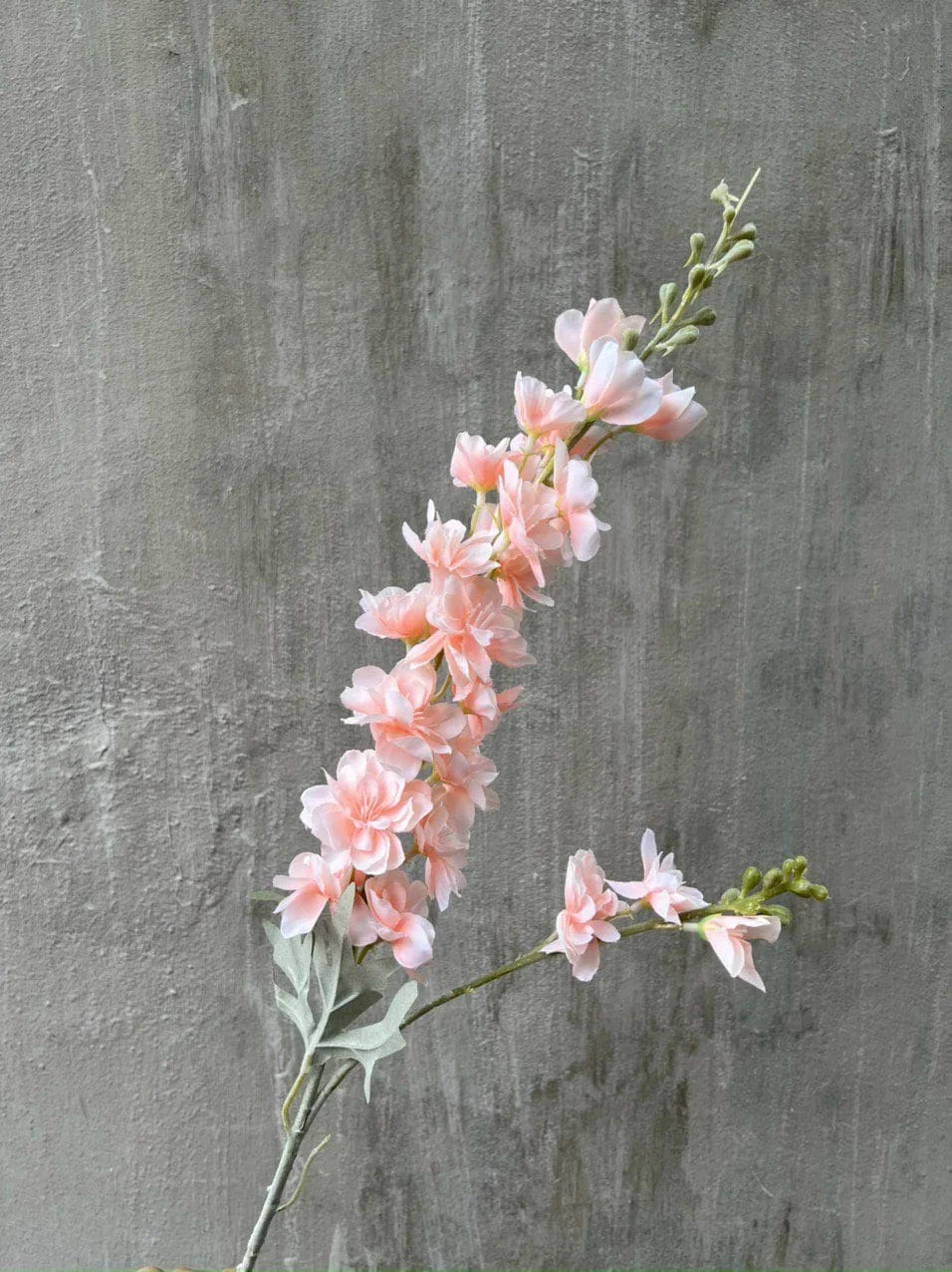 PHI YẾN KÉP - Ảnh 7