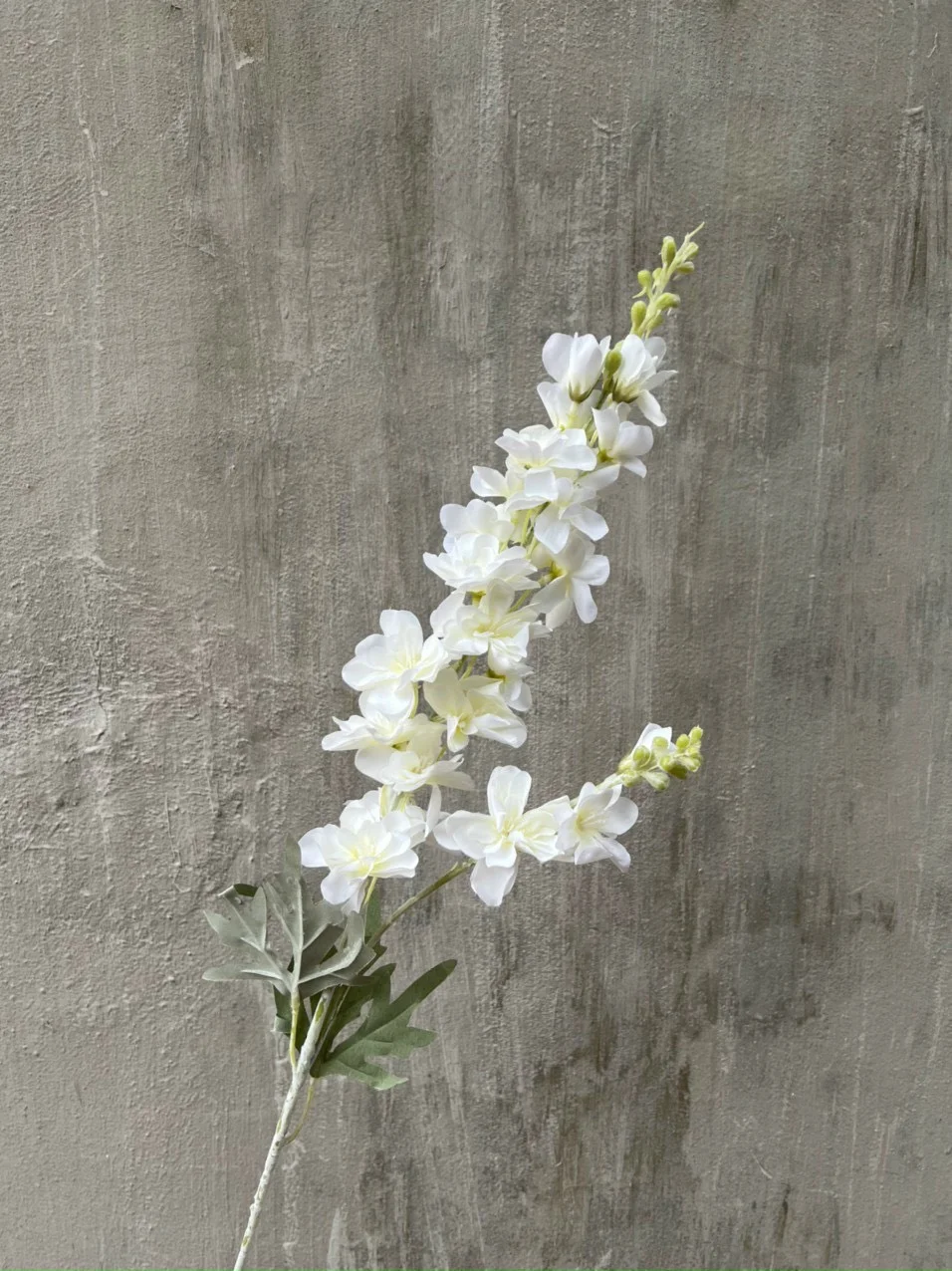 PHI YẾN KÉP - Ảnh 13