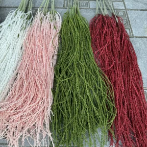 RỦ CAU