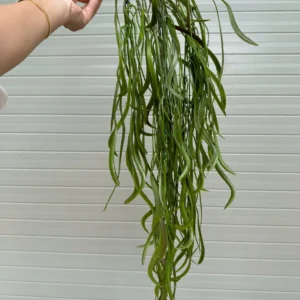 RỦ KEO NHẬP