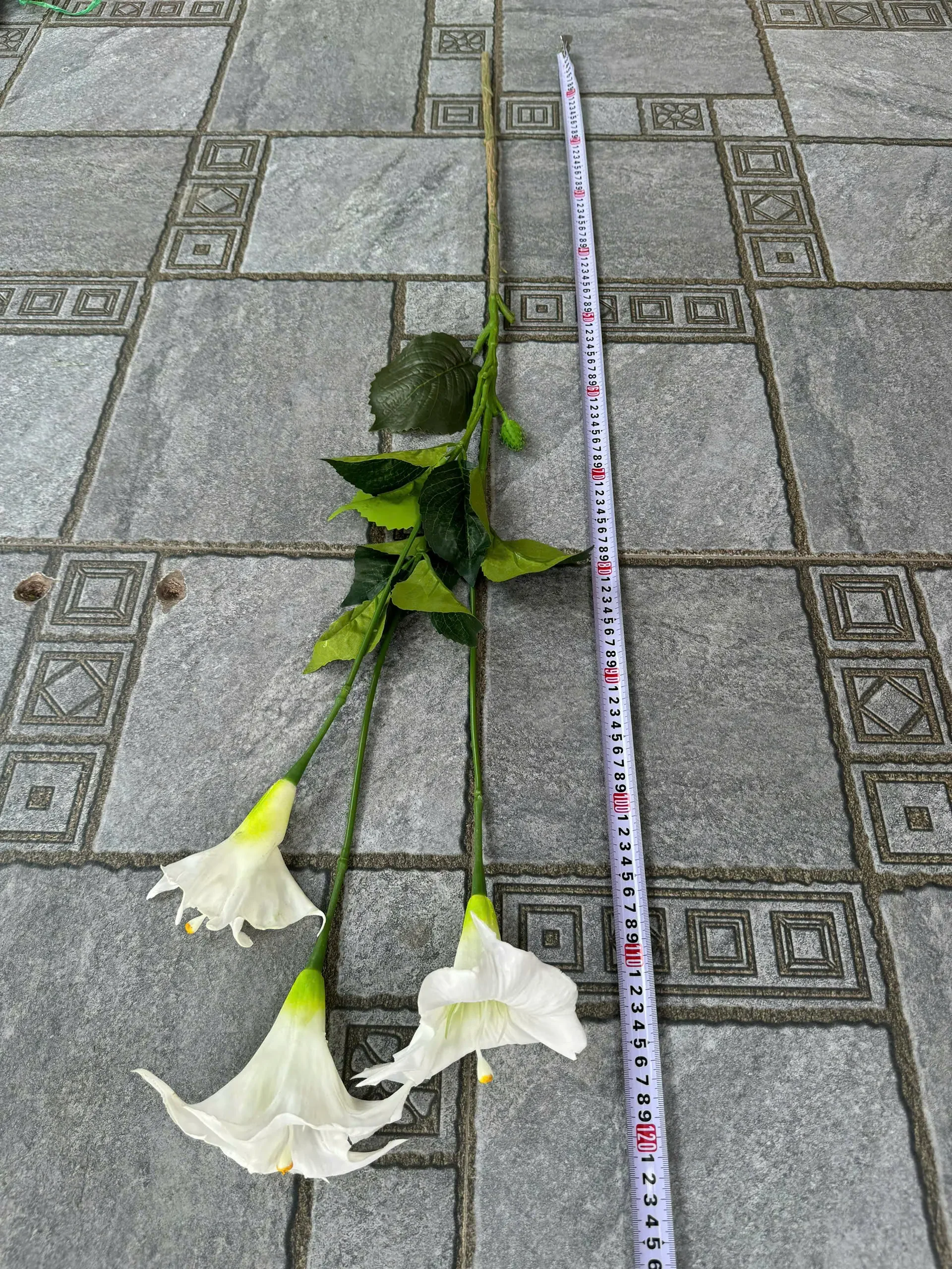 RỦ LOA KÈN - Ảnh 2