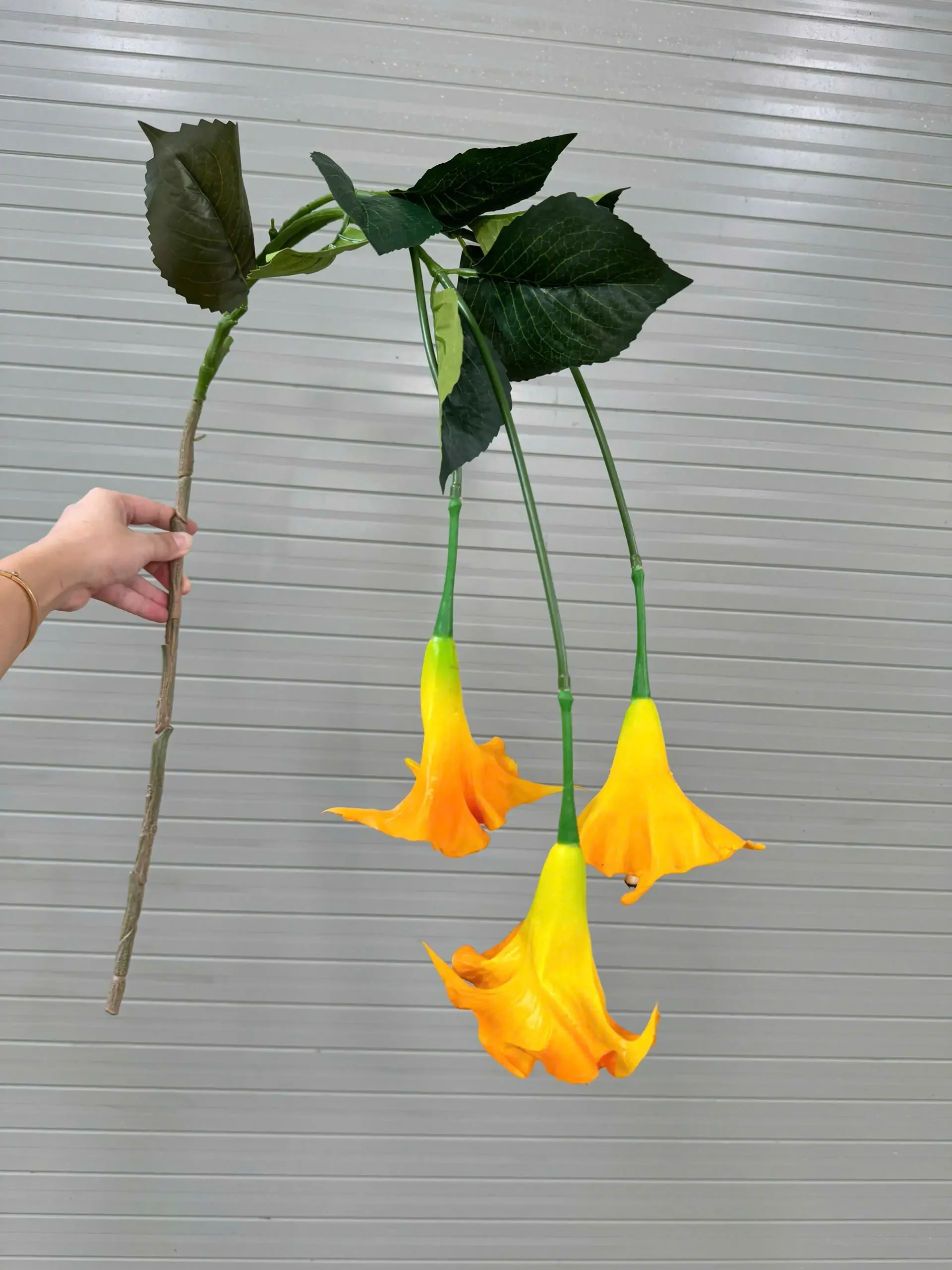 RỦ LOA KÈN - Ảnh 4