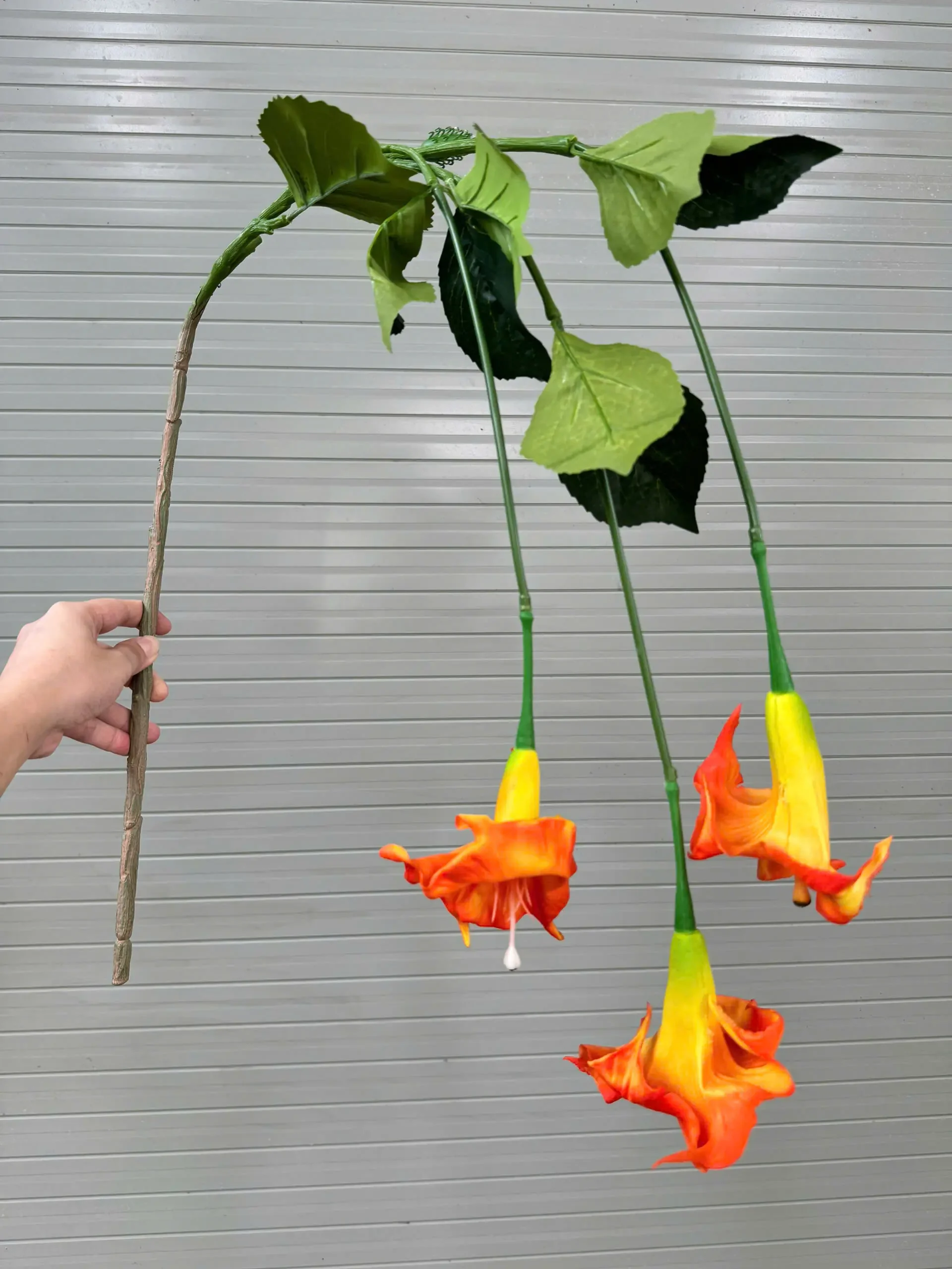 RỦ LOA KÈN - Ảnh 3
