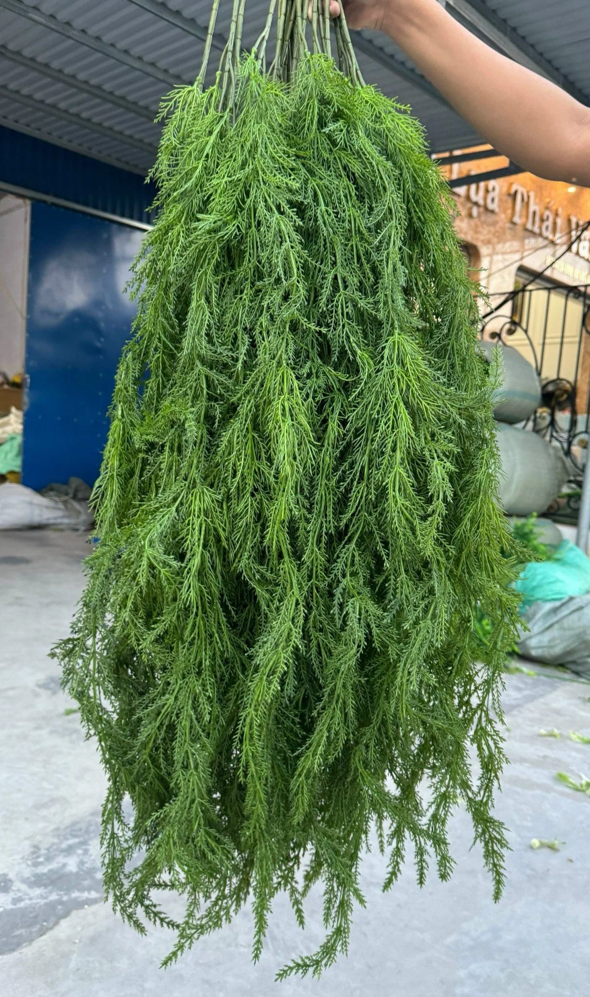 RỦ TÙNG KIM - Ảnh 4