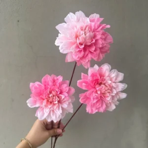 THƯỢC DƯỢC KÉP 3B