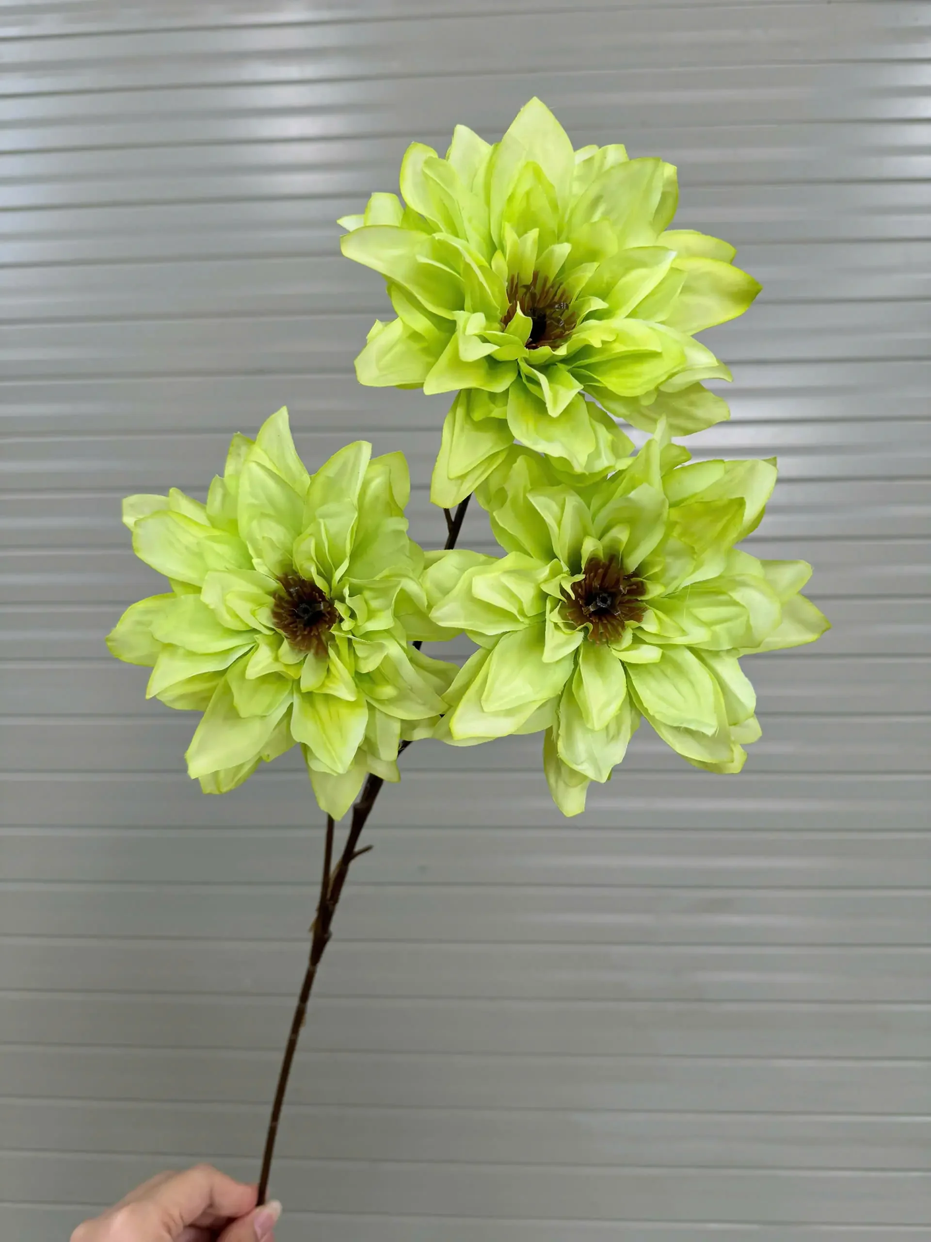 THƯỢC DƯỢC NỮ HOÀNG VIỆT NAM - Ảnh 3
