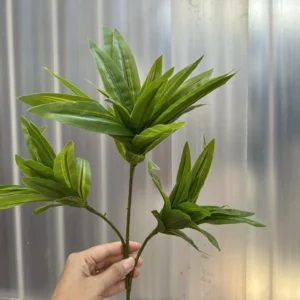 THỦY TRÚC NGẮN
