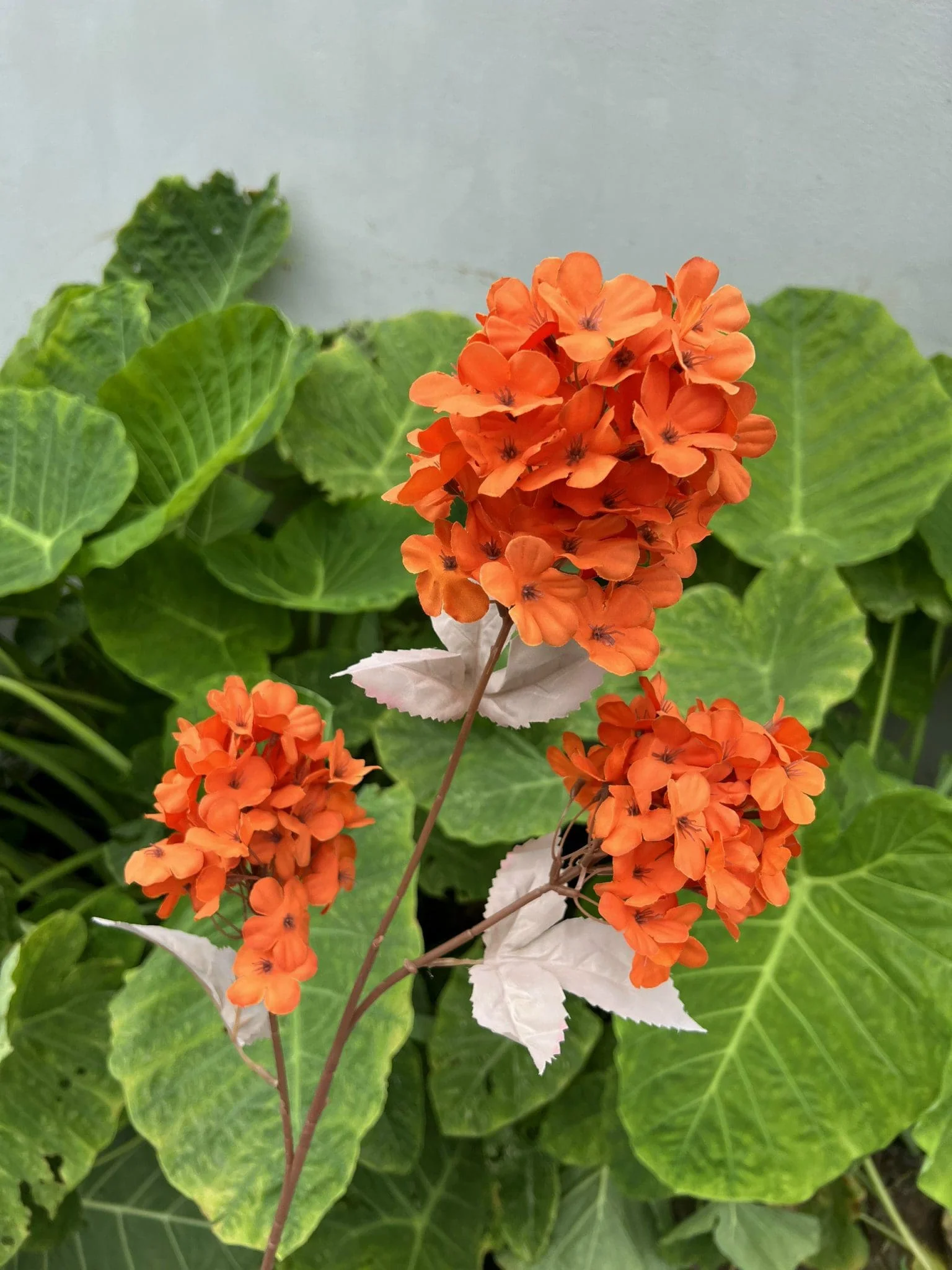 TIỂU TÚ CẦU