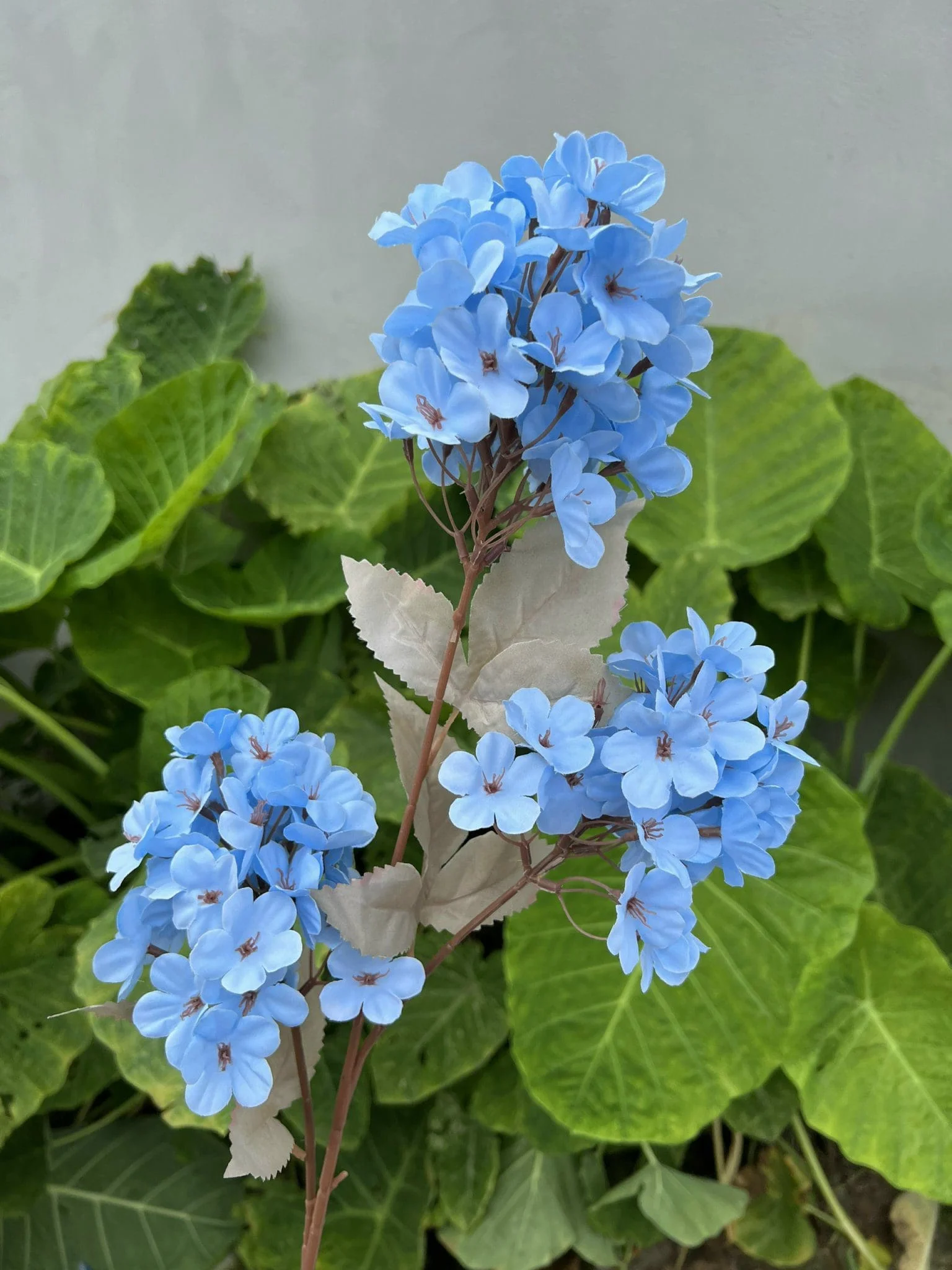 TIỂU TÚ CẦU - Ảnh 6