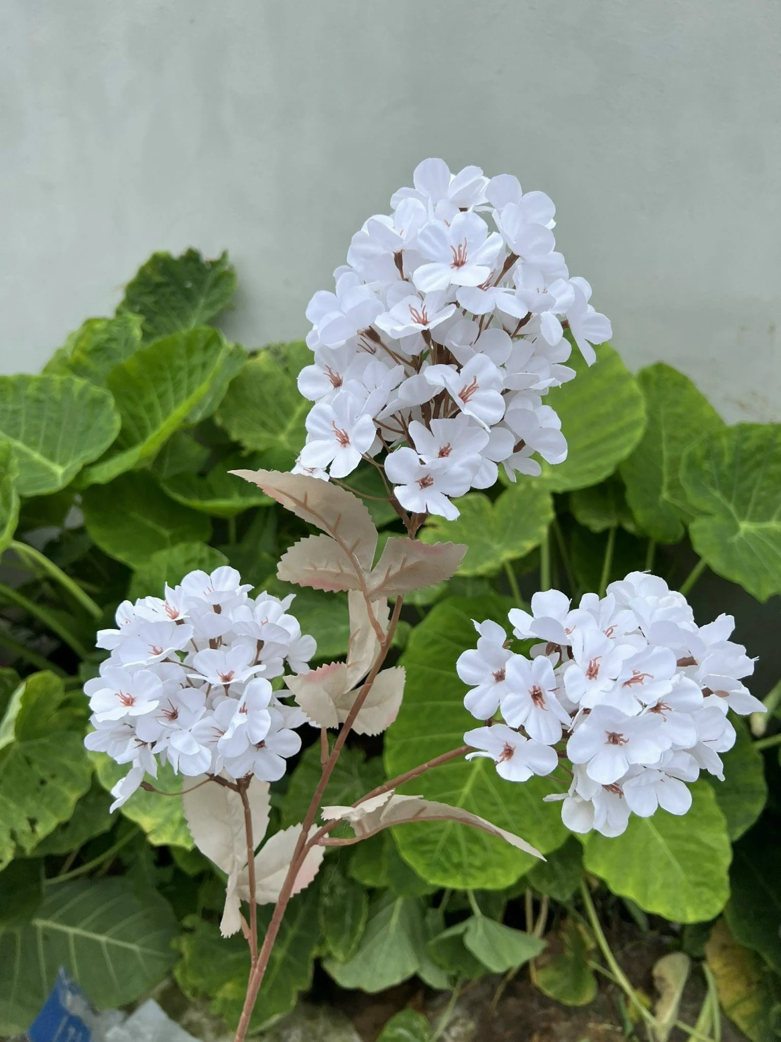 TIỂU TÚ CẦU - Ảnh 11