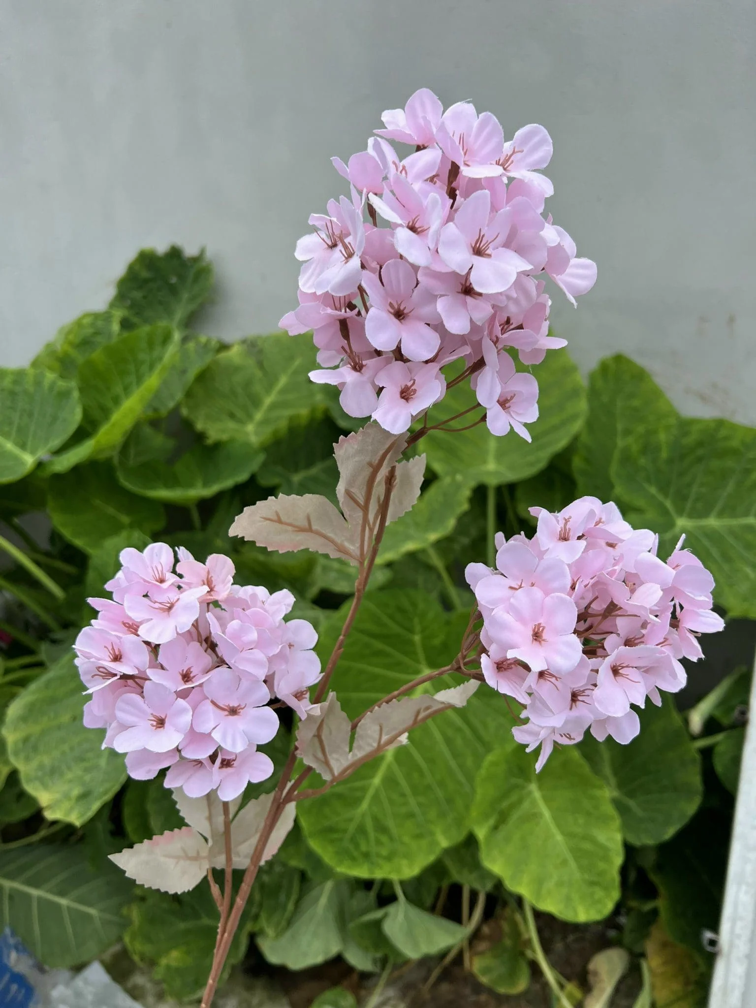 TIỂU TÚ CẦU - Ảnh 8