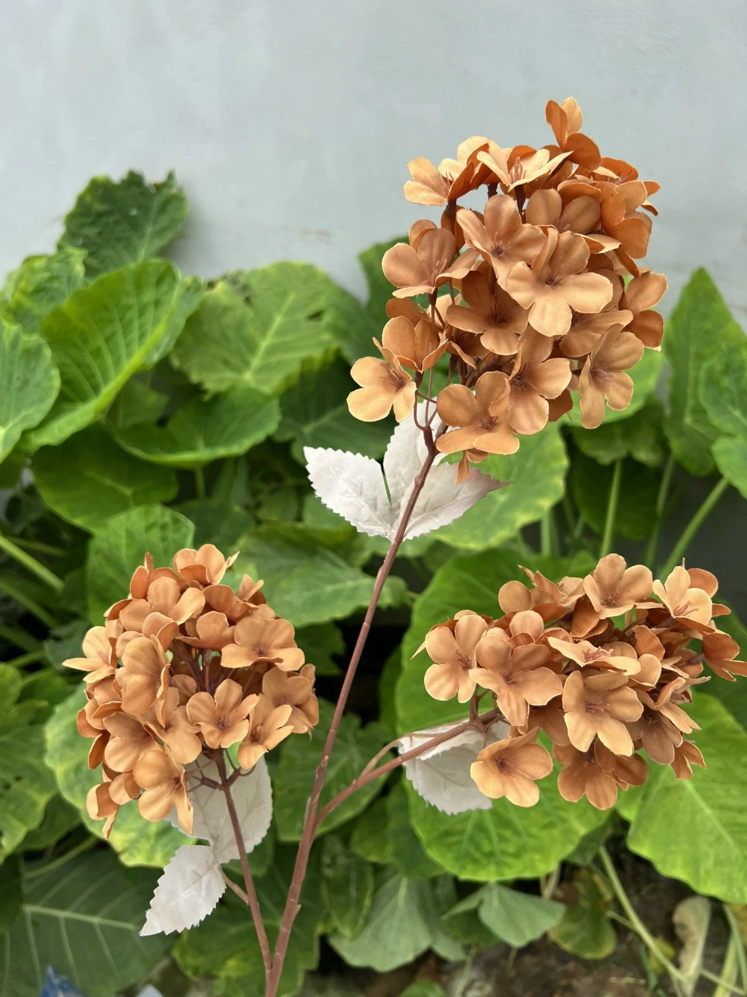 TIỂU TÚ CẦU - Ảnh 5