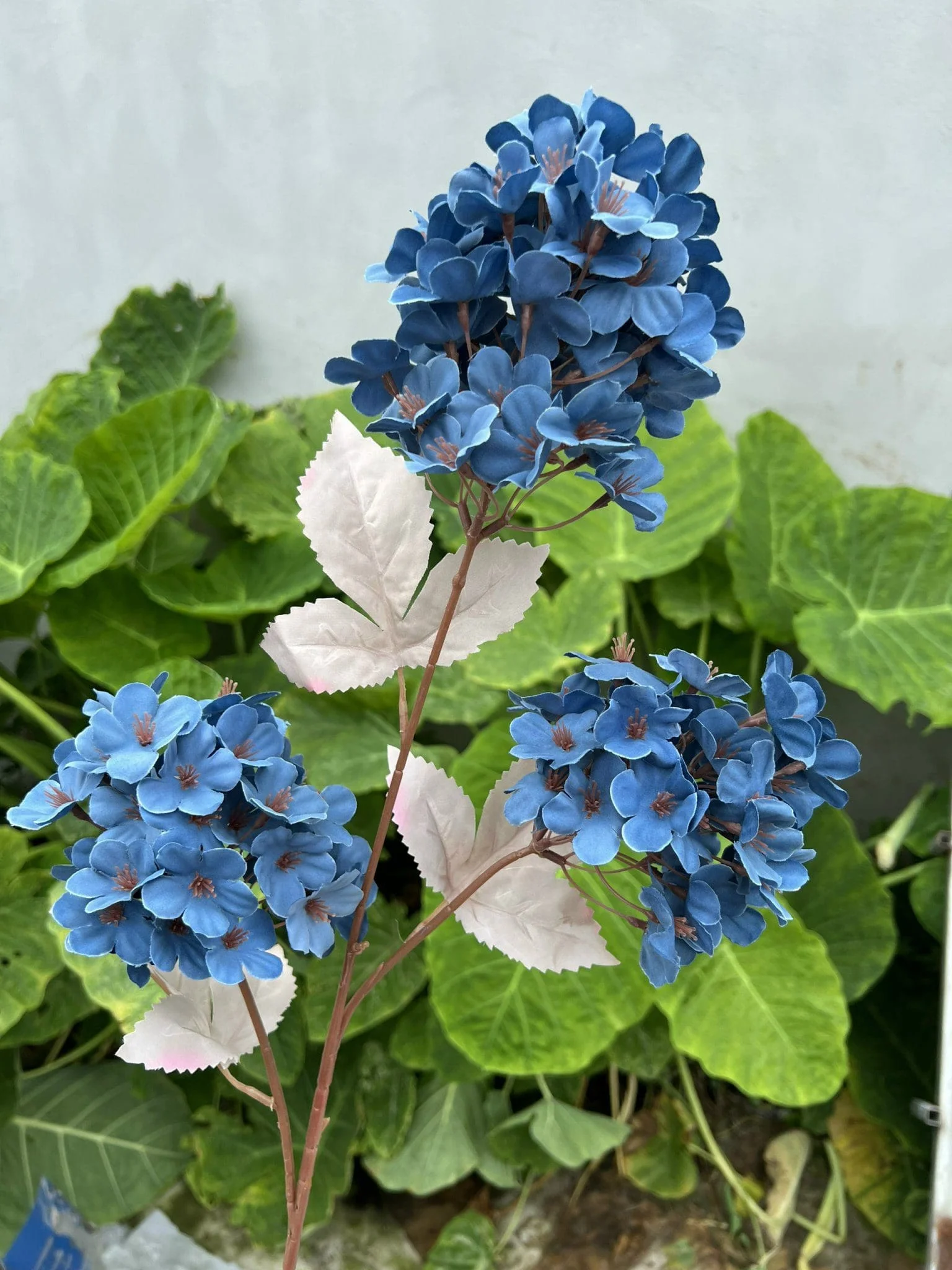 TIỂU TÚ CẦU - Ảnh 3