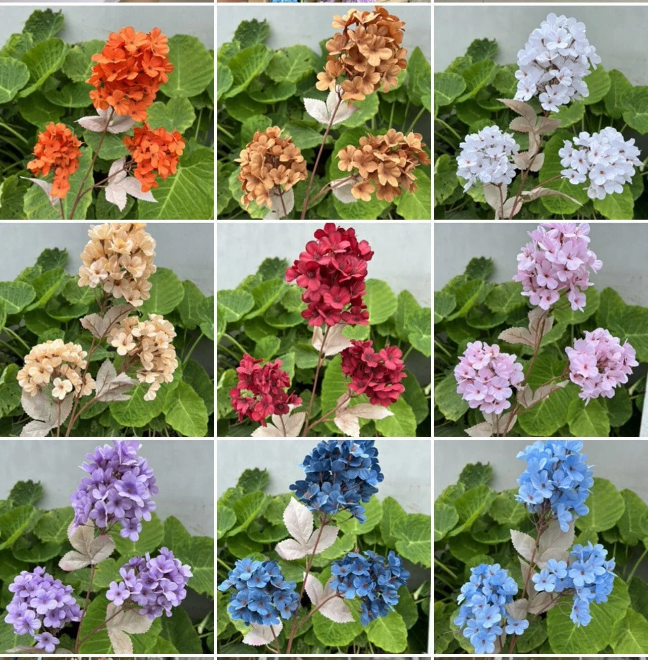 TIỂU TÚ CẦU - Ảnh 2