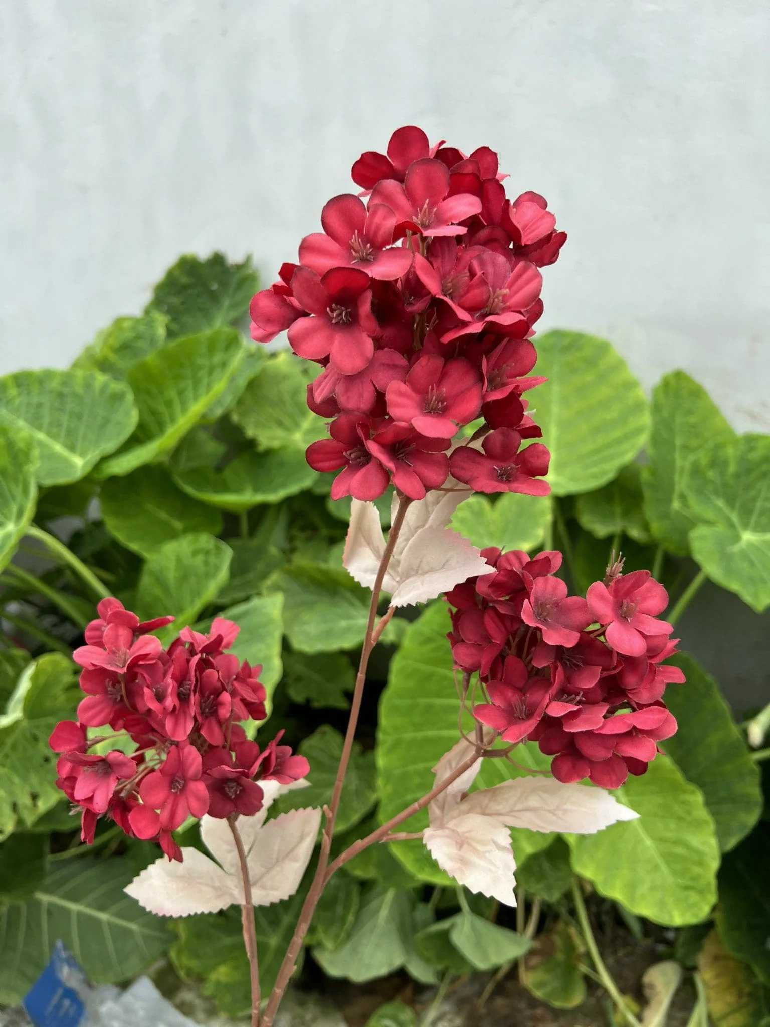 TIỂU TÚ CẦU - Ảnh 4