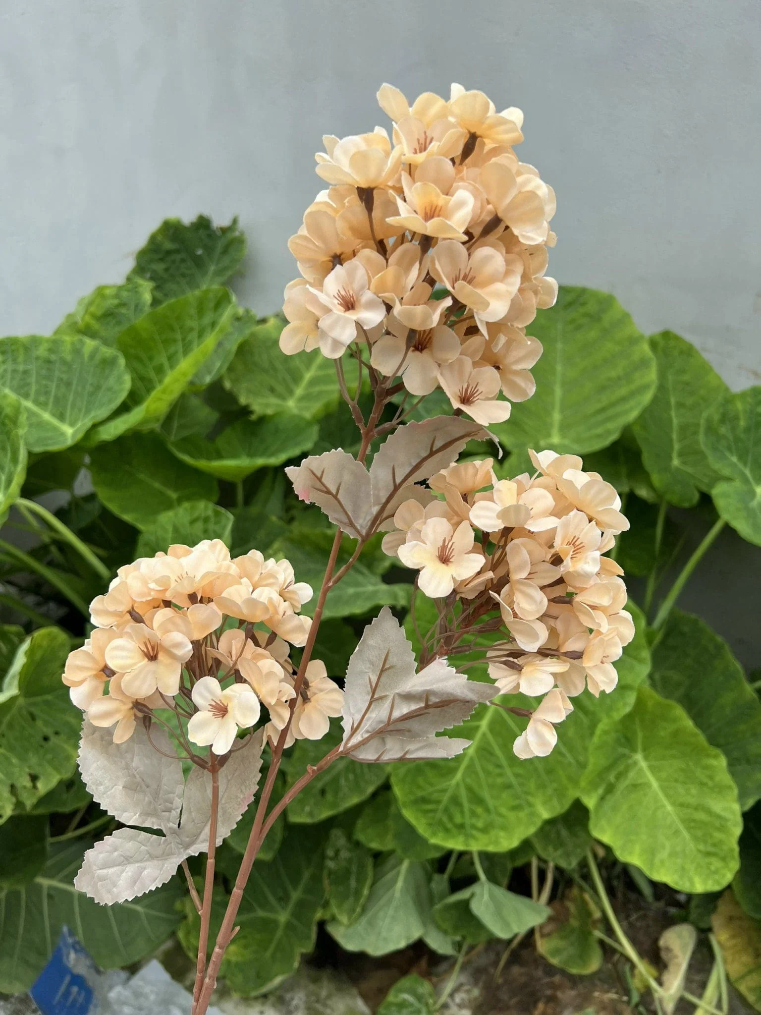 TIỂU TÚ CẦU - Ảnh 10