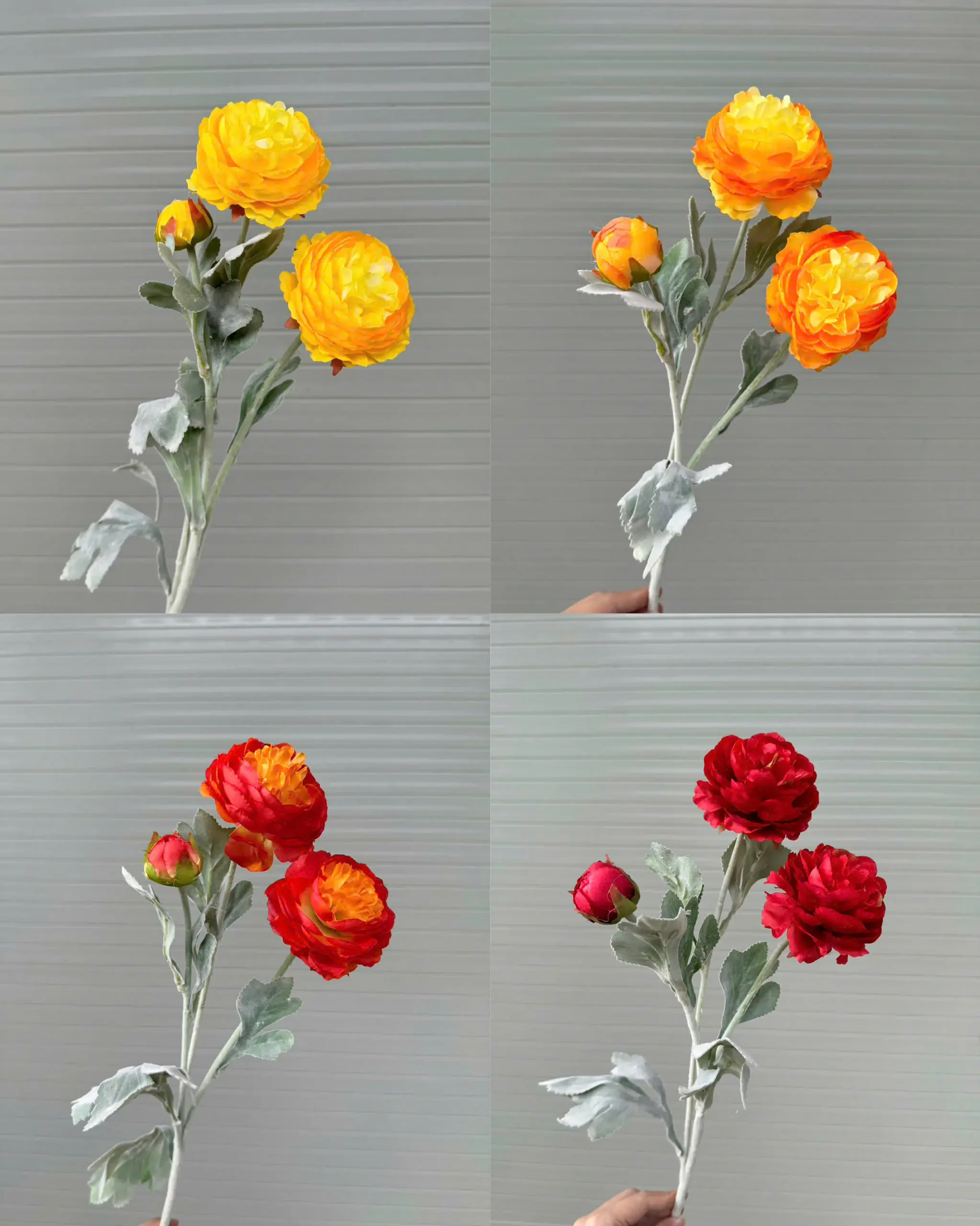 TRÀ KÉP THÂN PHẤN - Ảnh 8