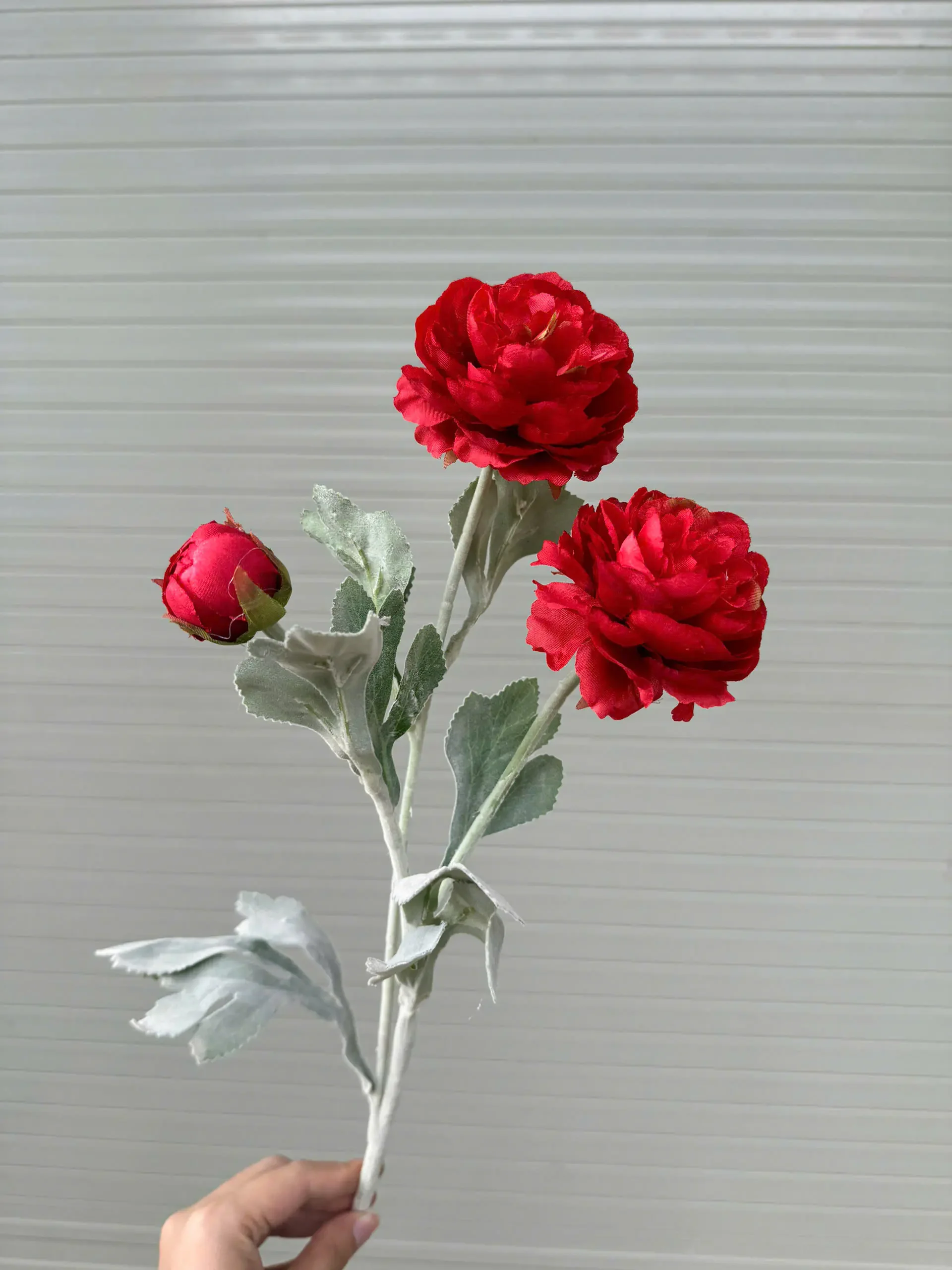 TRÀ KÉP THÂN PHẤN - Ảnh 3