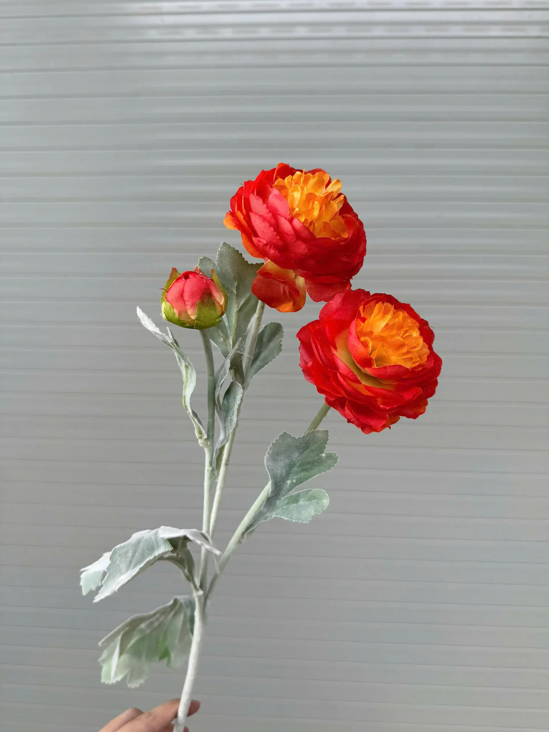 TRÀ KÉP THÂN PHẤN - Ảnh 2