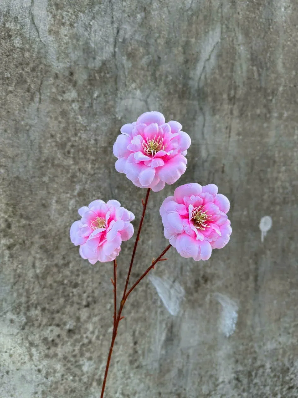TRÀ NGỌC 3B - Ảnh 10