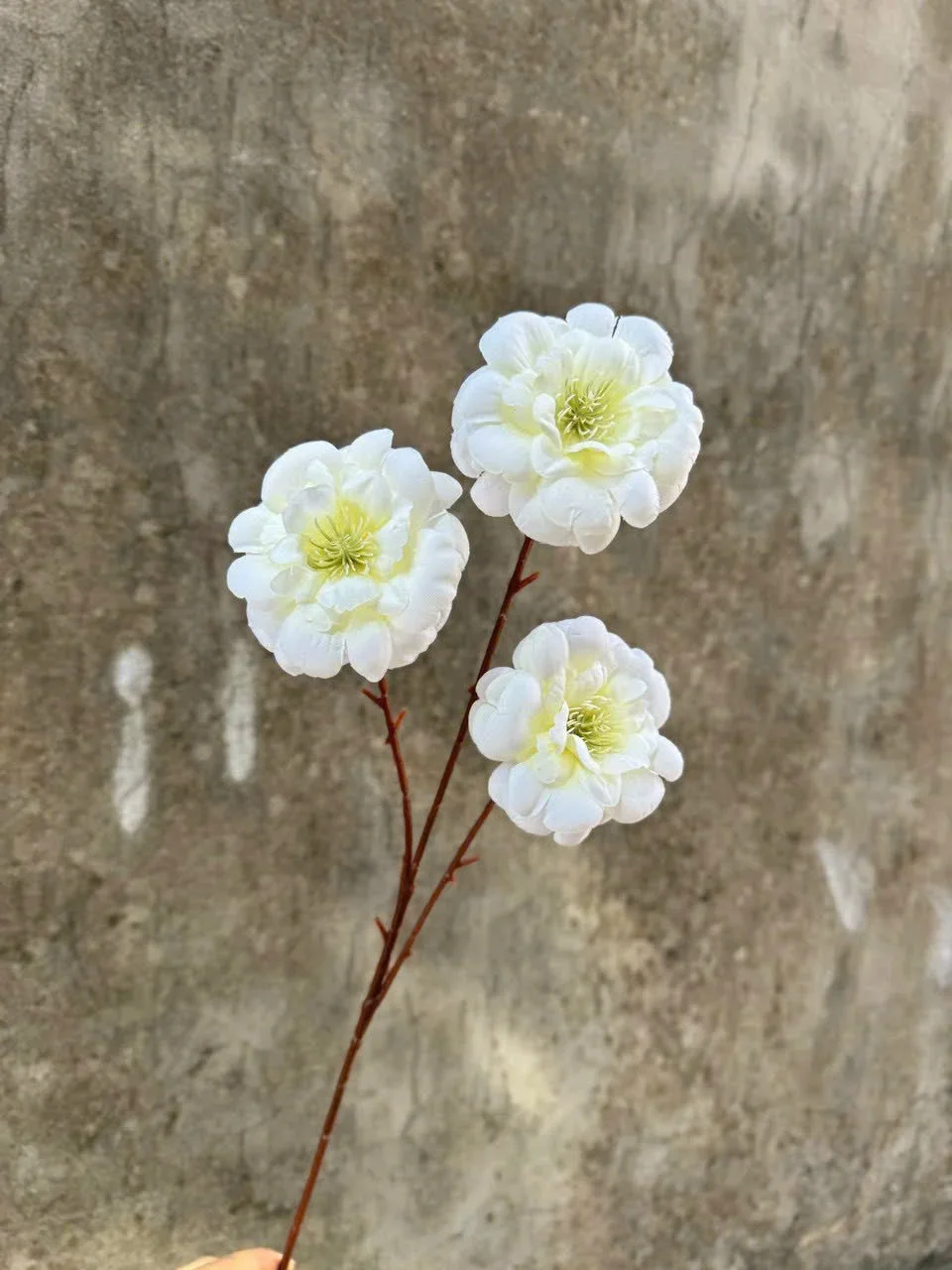 TRÀ NGỌC 3B - Ảnh 8