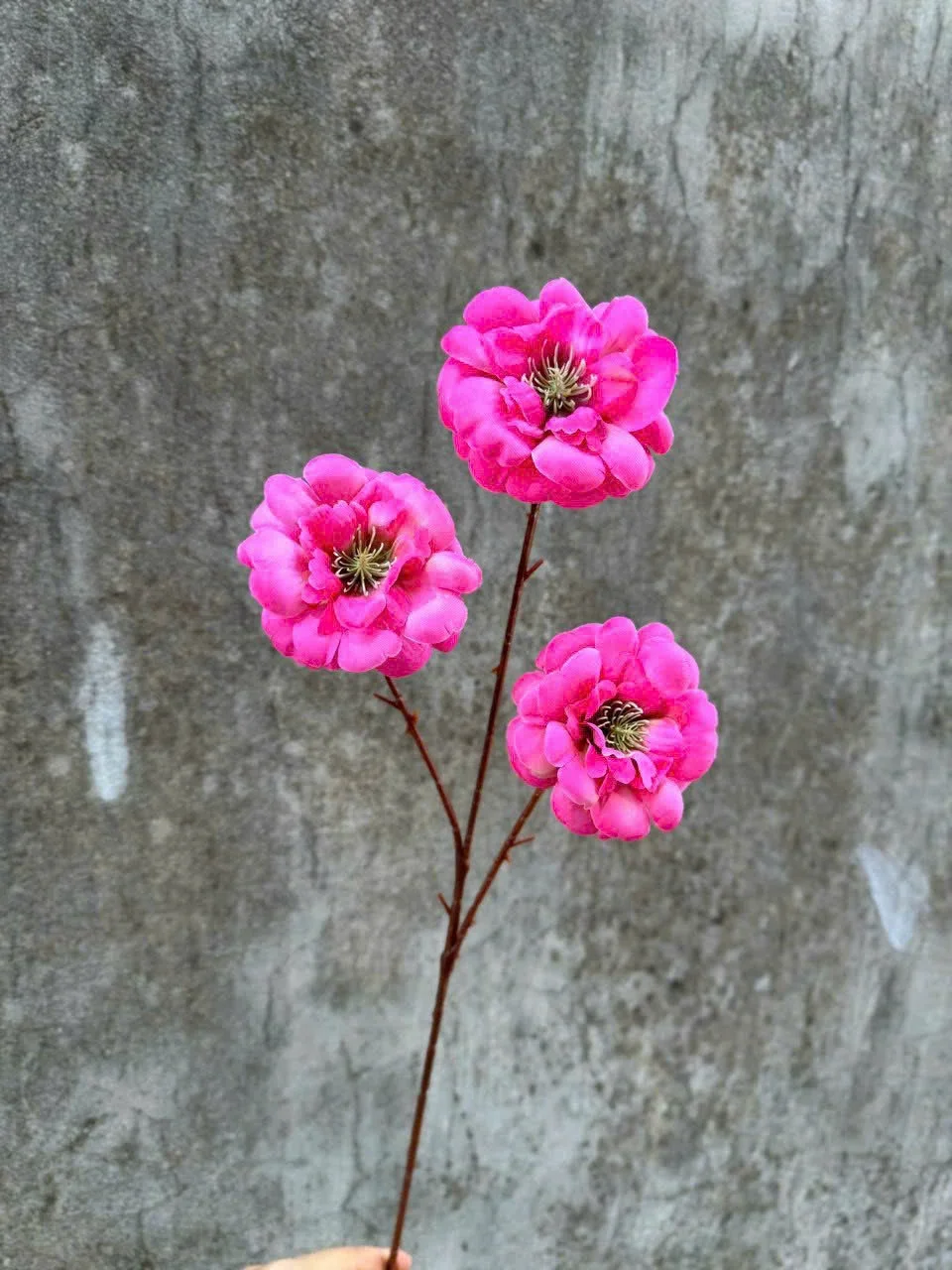 TRÀ NGỌC 3B - Ảnh 4