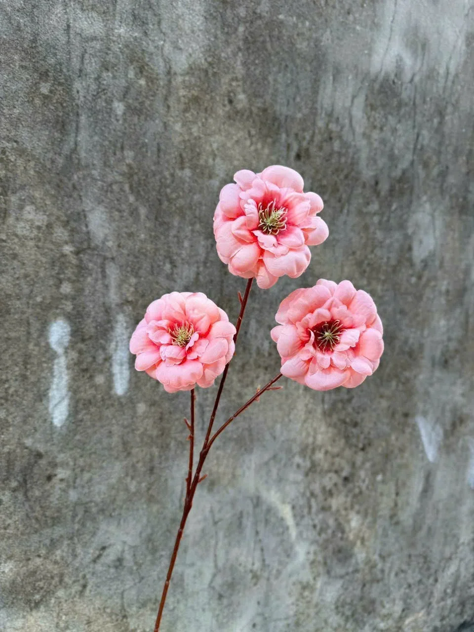 TRÀ NGỌC 3B - Ảnh 13