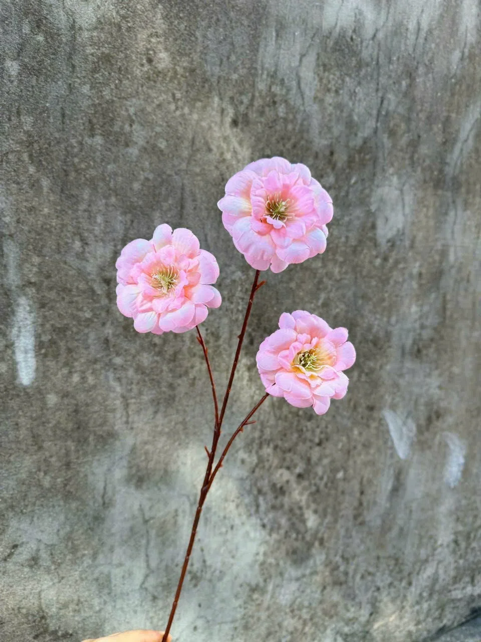 TRÀ NGỌC 3B - Ảnh 5