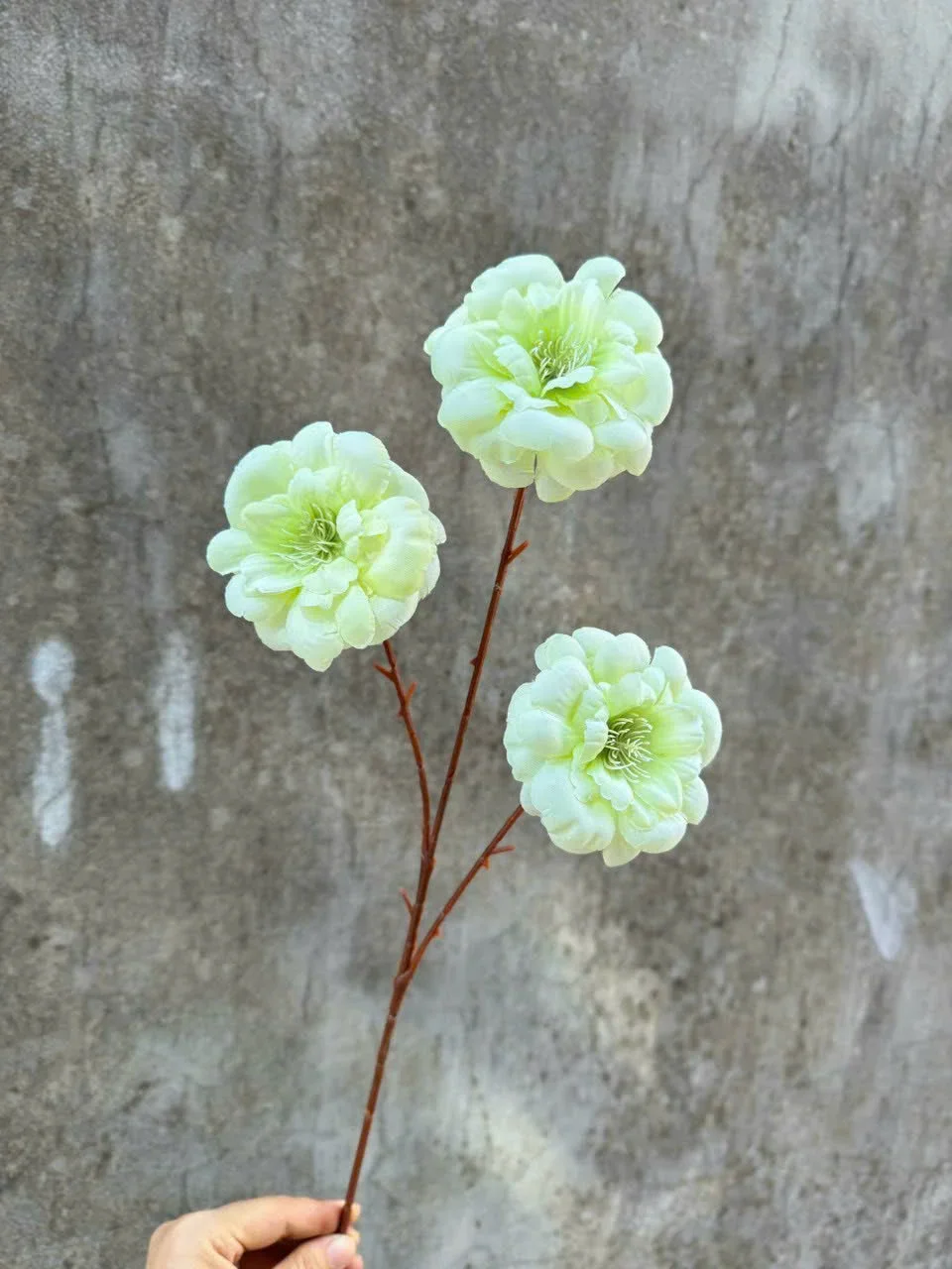 TRÀ NGỌC 3B - Ảnh 6