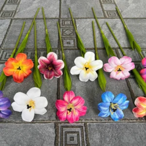 TULIP NỞ 1 BÔNG