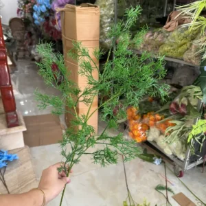 TÙNG NHO VN