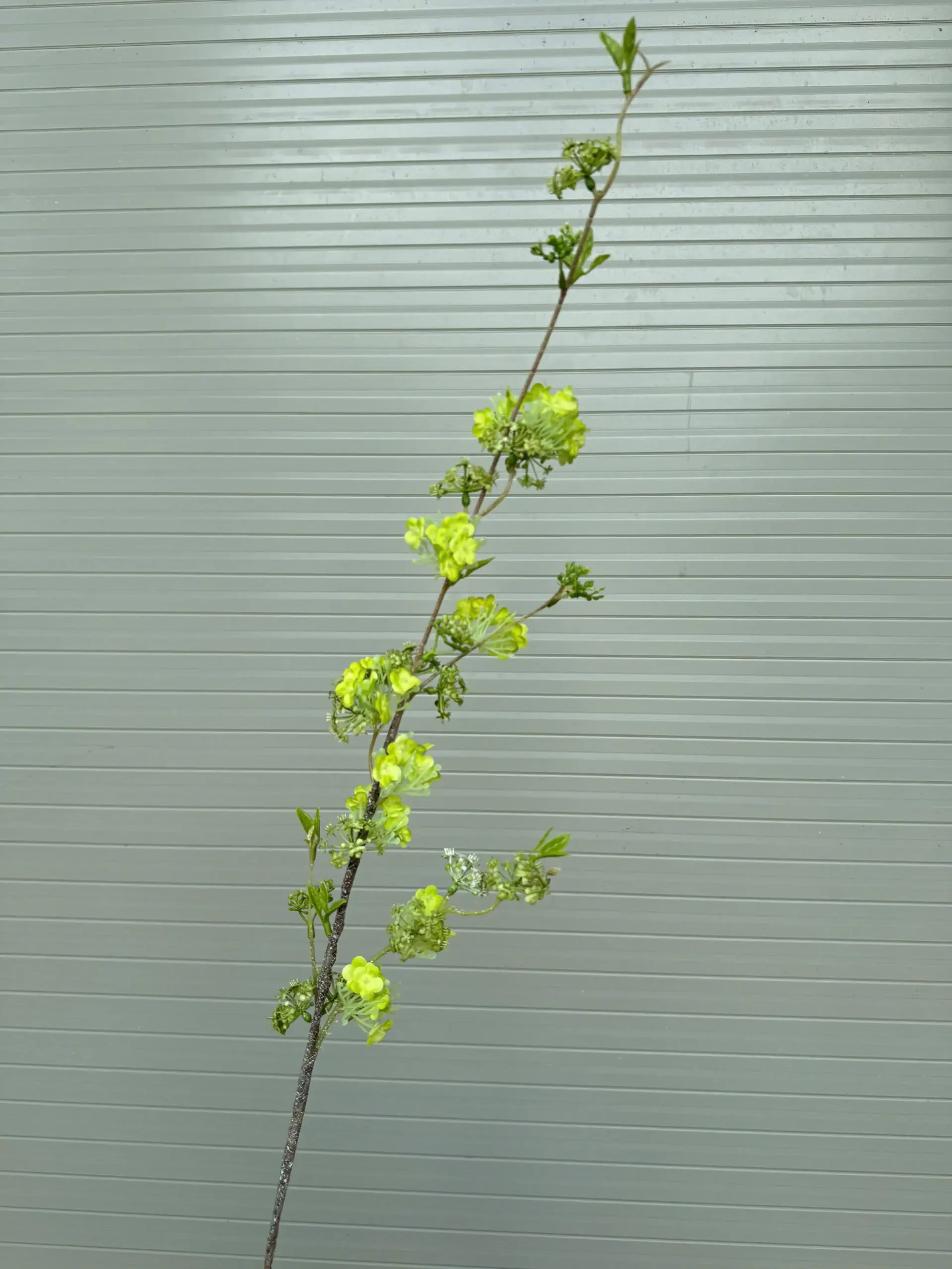 TUYẾT MAI 1 NHÁNH - Ảnh 4