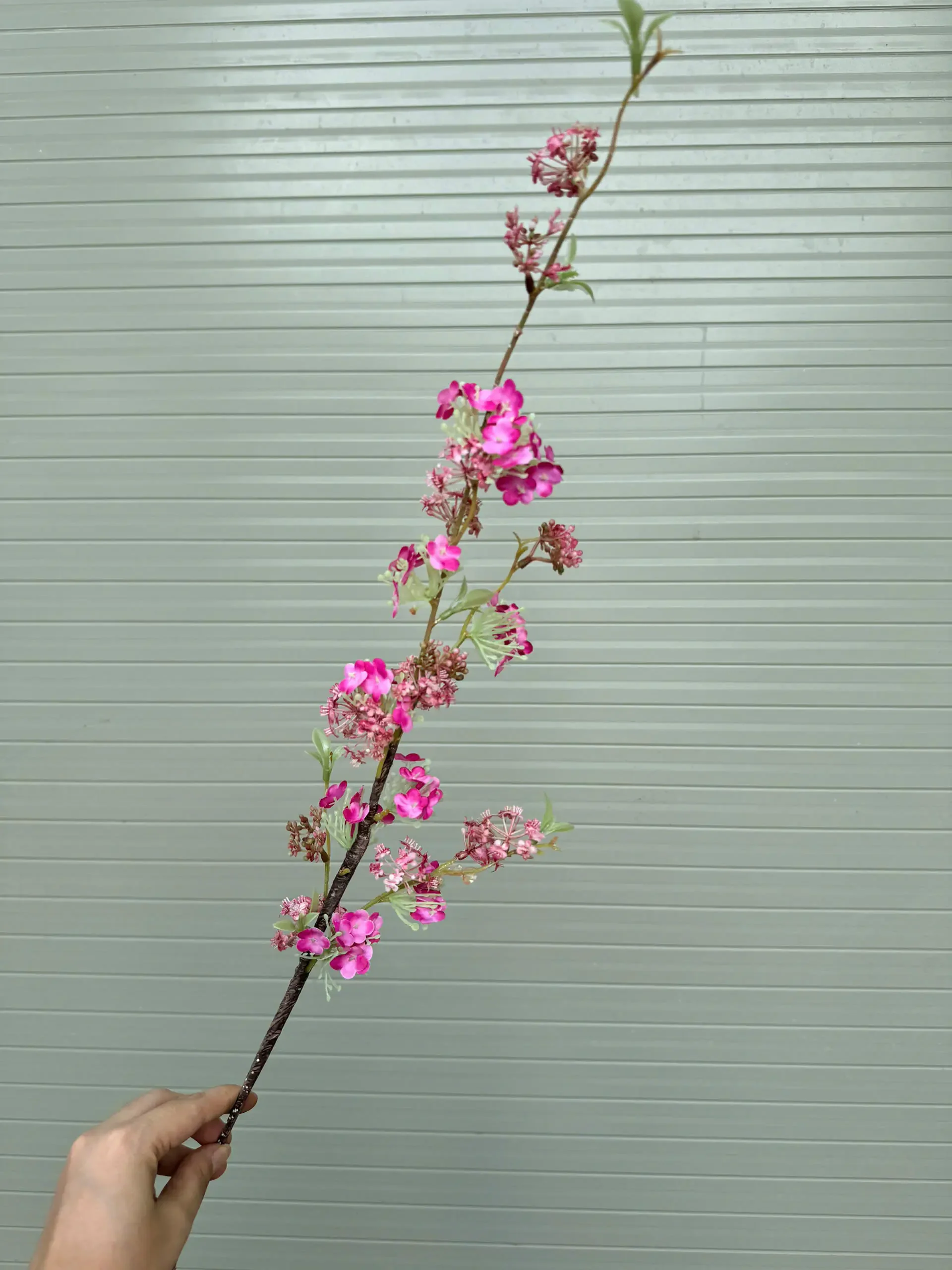 TUYẾT MAI 1 NHÁNH - Ảnh 7