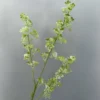TUYẾT MAI 3 NHÁNH