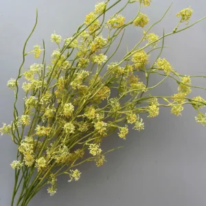 TUYẾT MAI NỤ