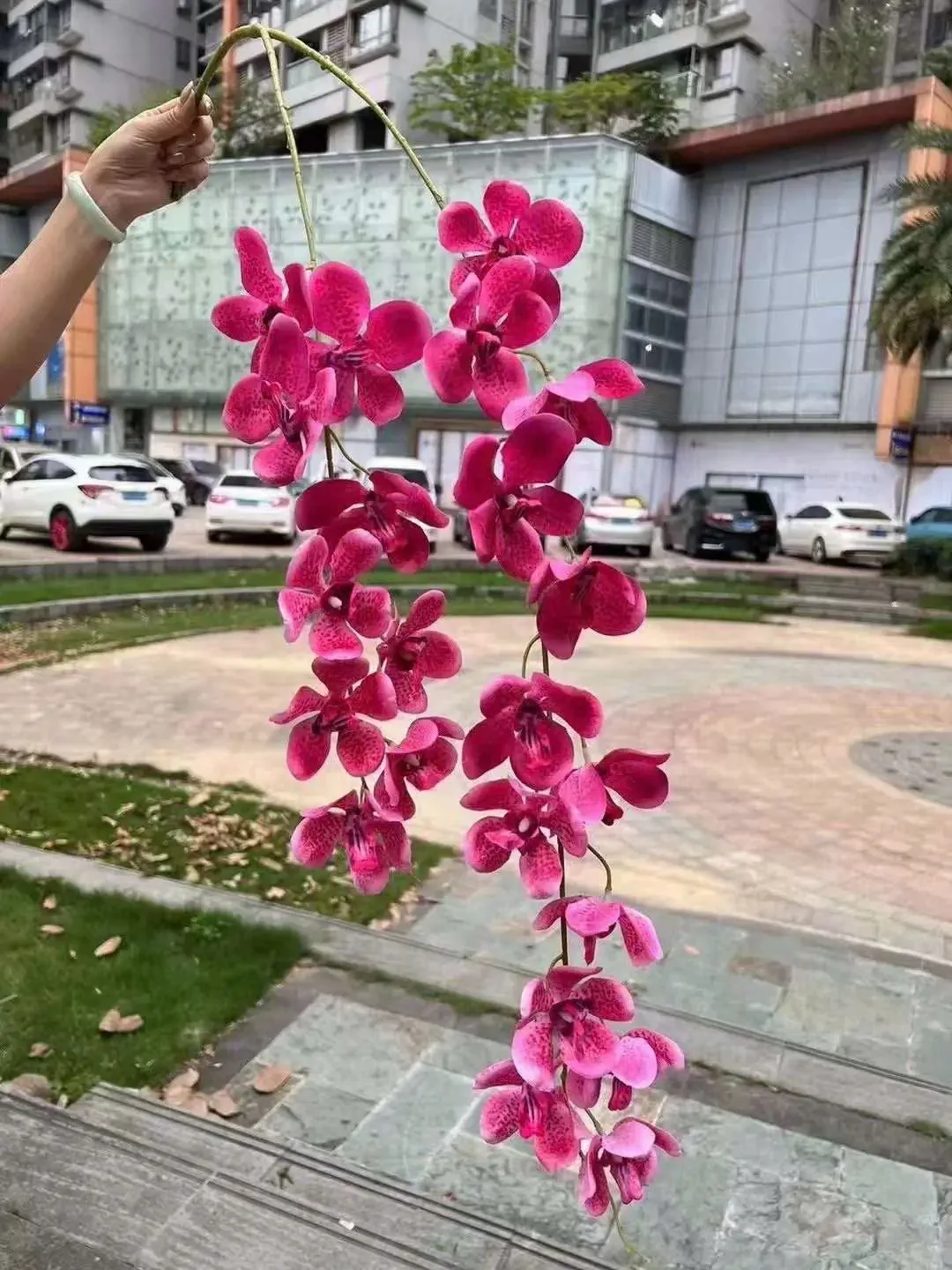 VANDA 2 NHÁNH - Ảnh 4