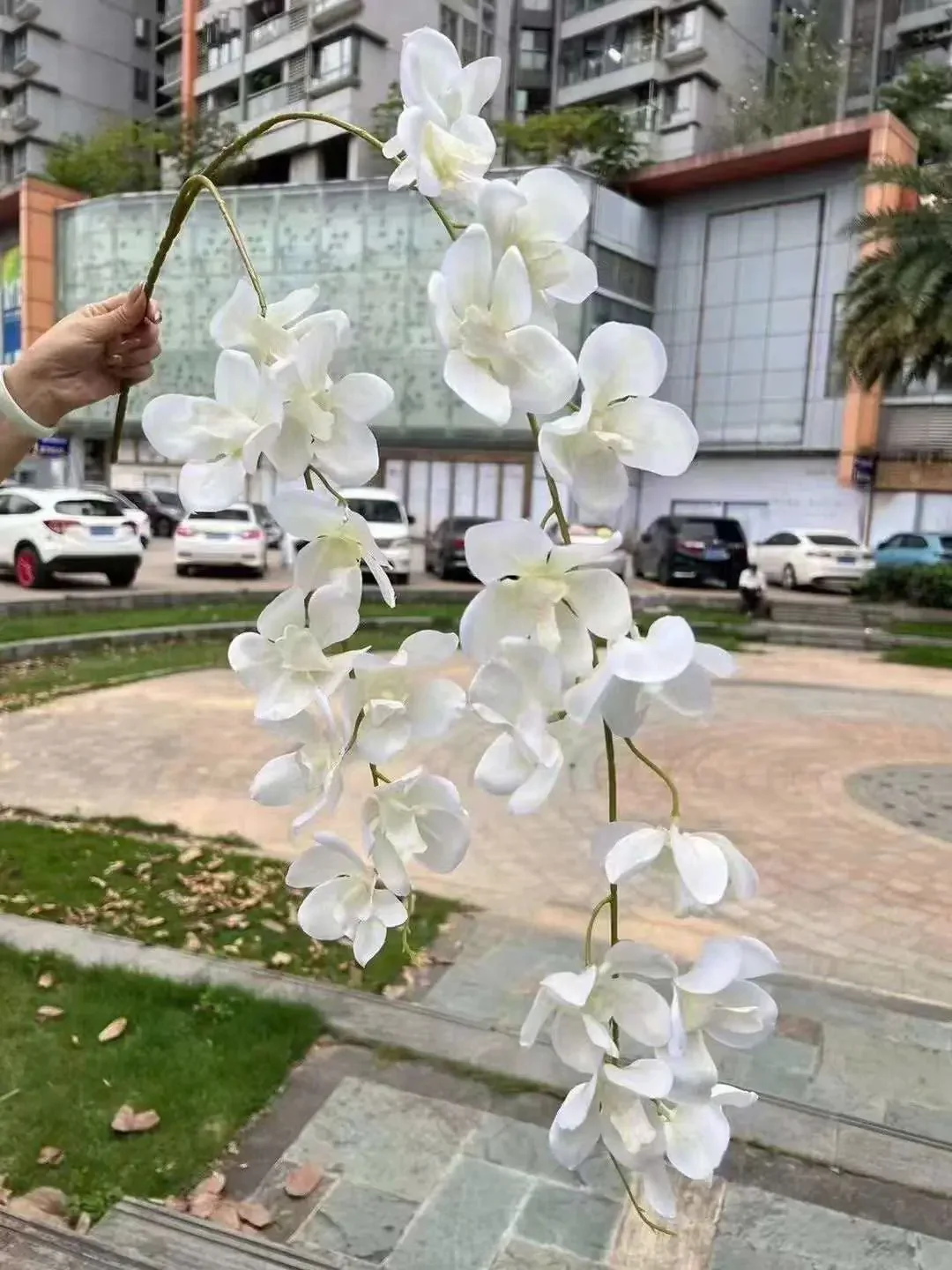 VANDA 2 NHÁNH - Ảnh 3