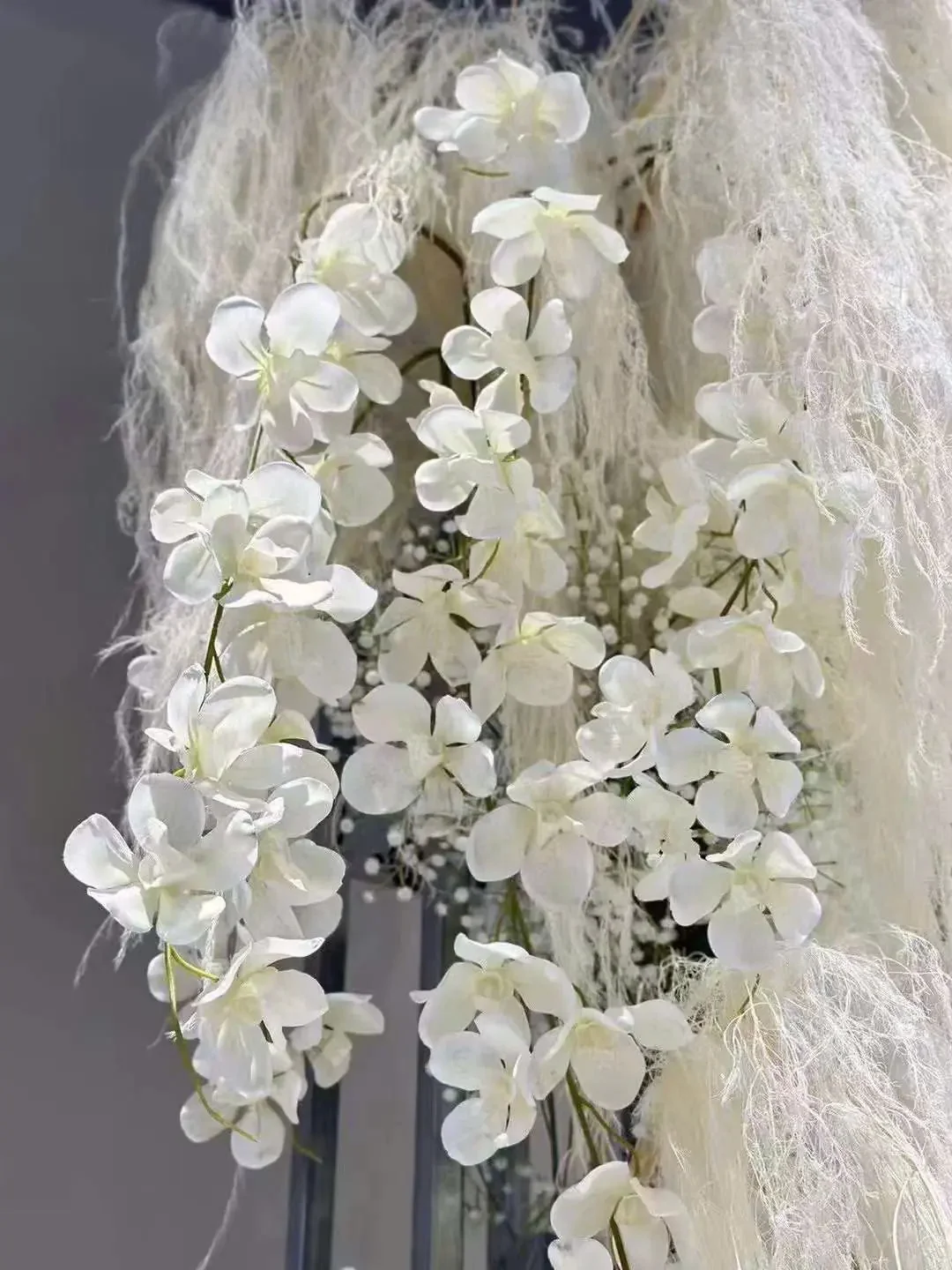 VANDA 2 NHÁNH - Ảnh 5