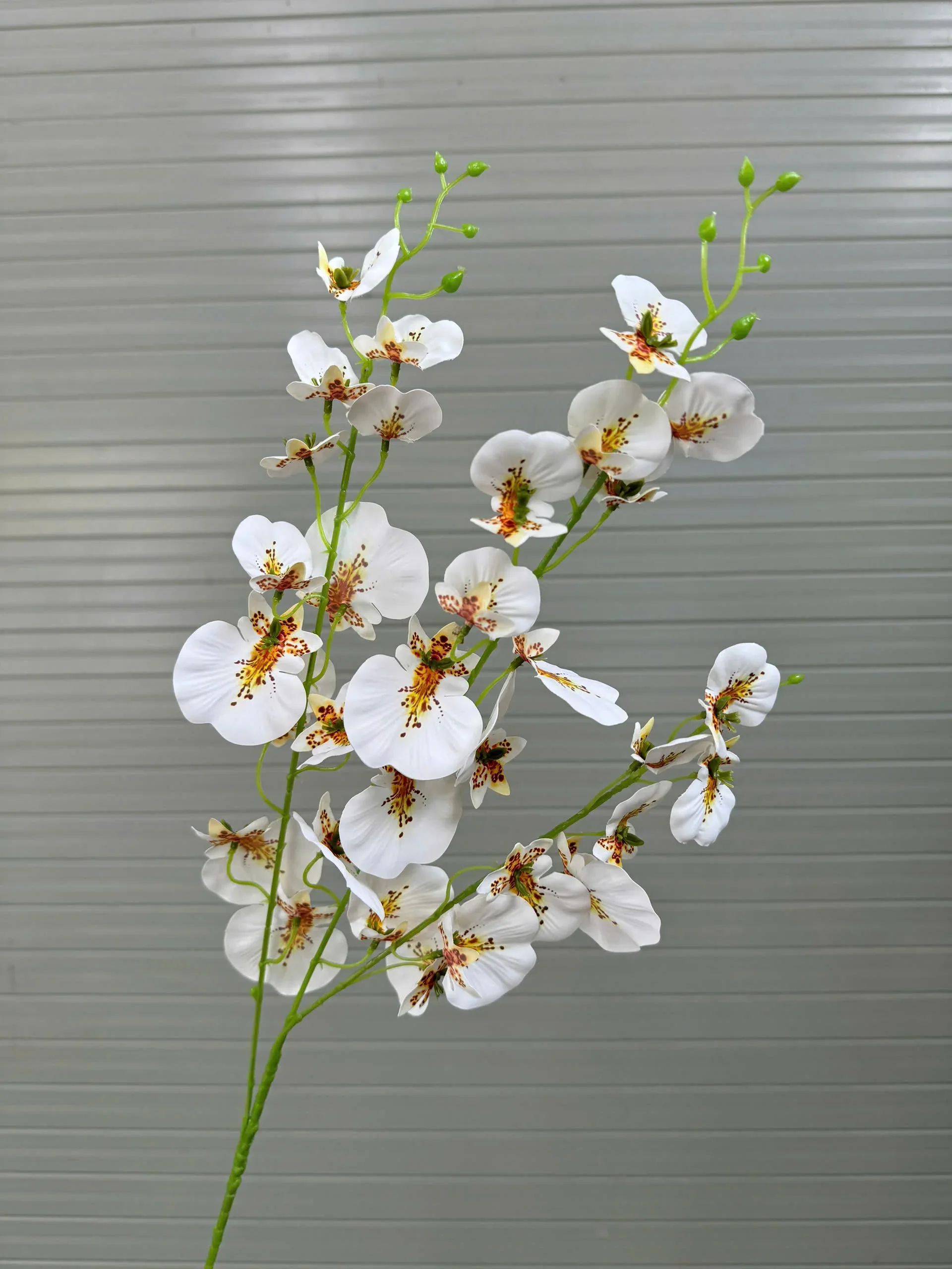 VŨ NỮA CAO SU TQ - Ảnh 2