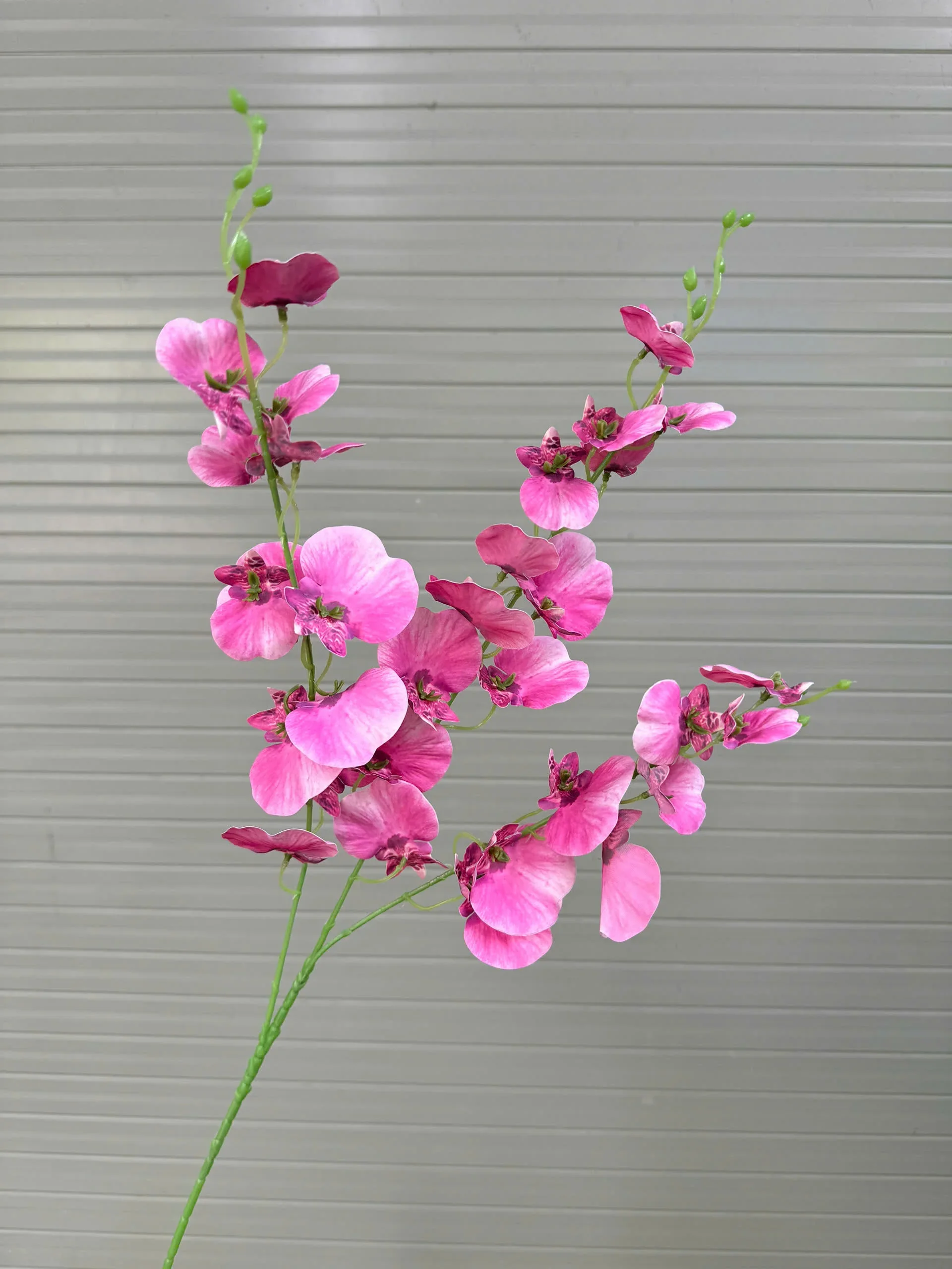 VŨ NỮA CAO SU TQ - Ảnh 3