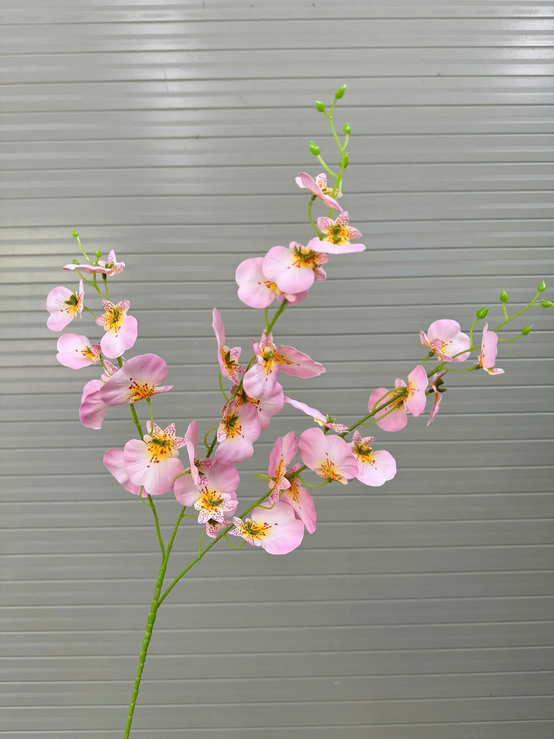 VŨ NỮA CAO SU TQ - Ảnh 8