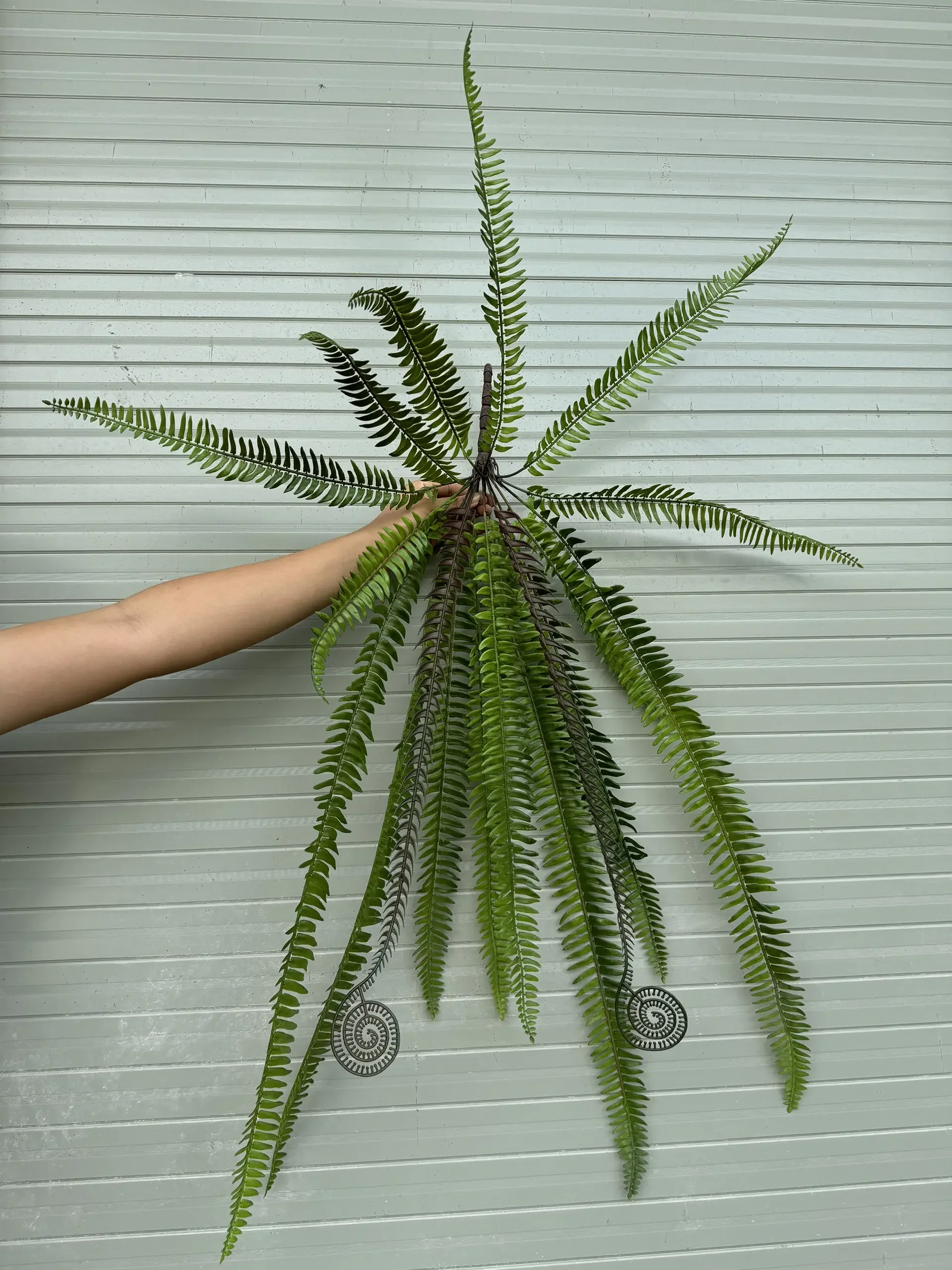 XỈ RỪNG - Ảnh 3